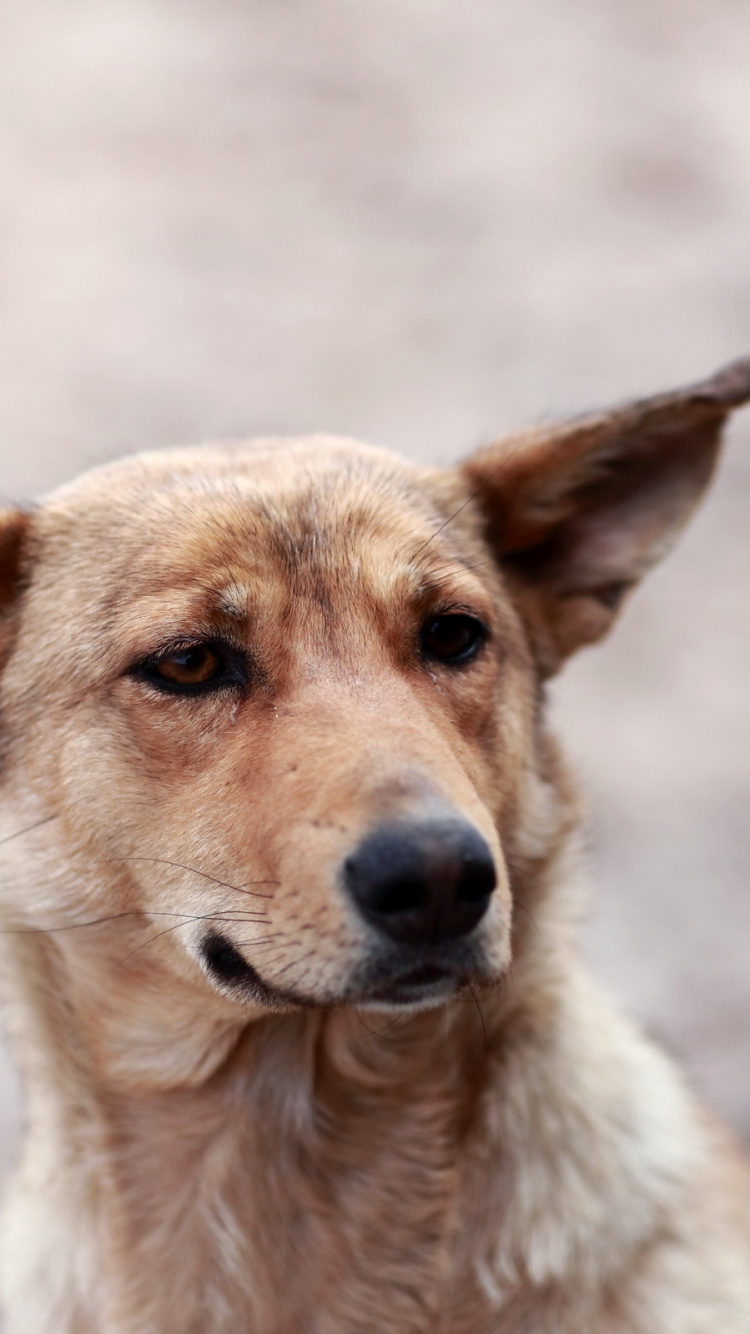 小狗, 品种的狗, 街头的狗, 圣伯纳德, 迦南的狗 壁纸 750x1334 允许