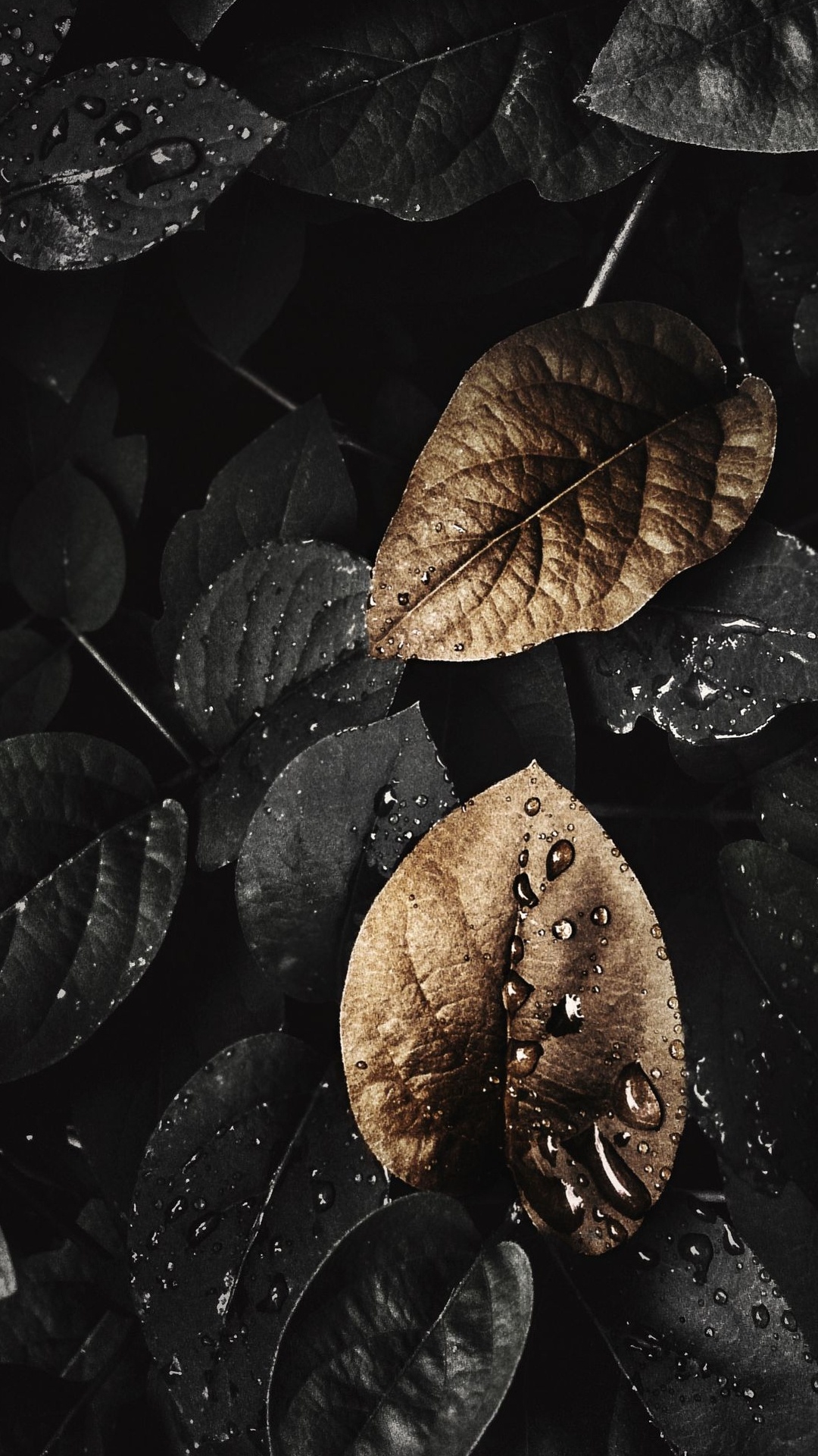 Blatt, Schwarz, Wasser, Schwarz Und Weiß, Farbtöne Und Schattierungen. Wallpaper in 1080x1920 Resolution