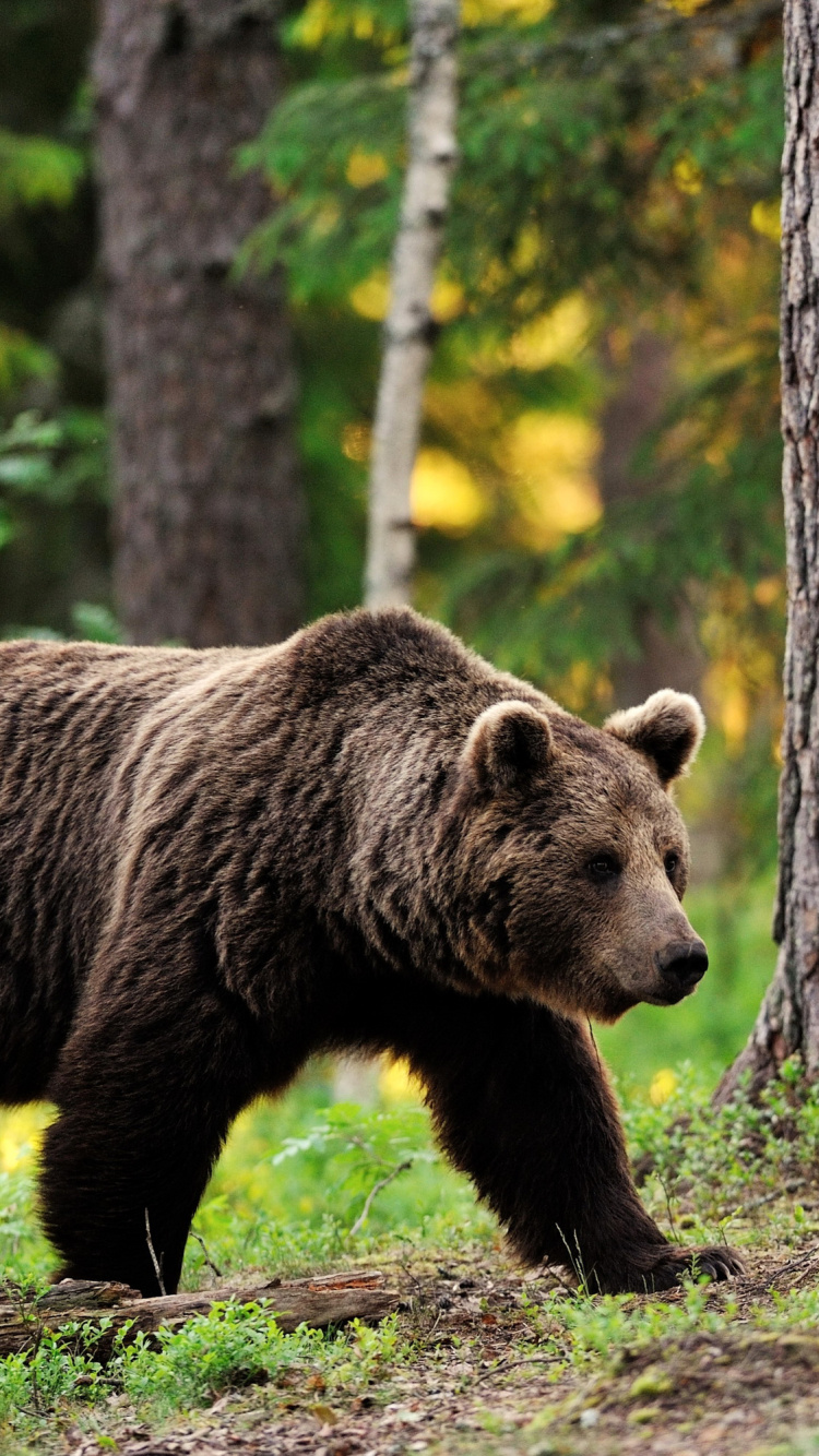 Ours Brun Sur L'herbe Verte Pendant la Journée. Wallpaper in 750x1334 Resolution