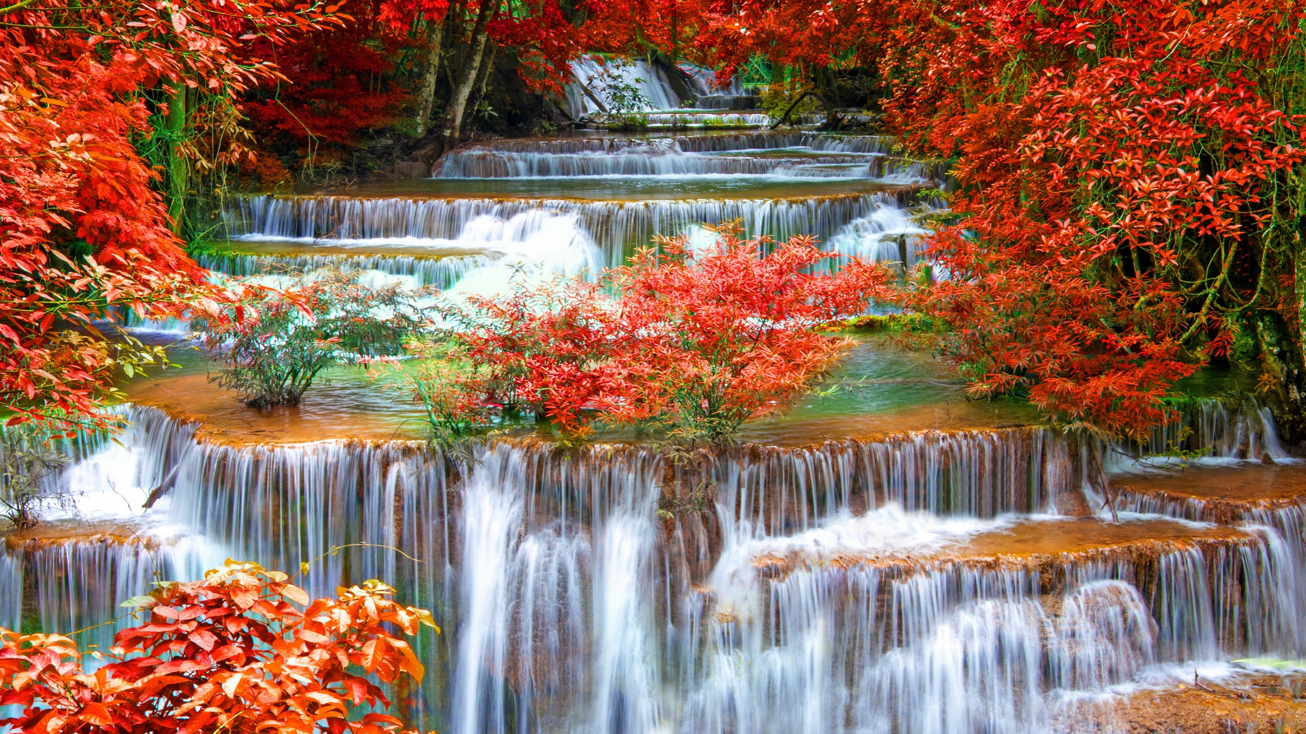 Árboles Rojos y Marrones al Lado Del Río. Wallpaper in 2560x1440 Resolution