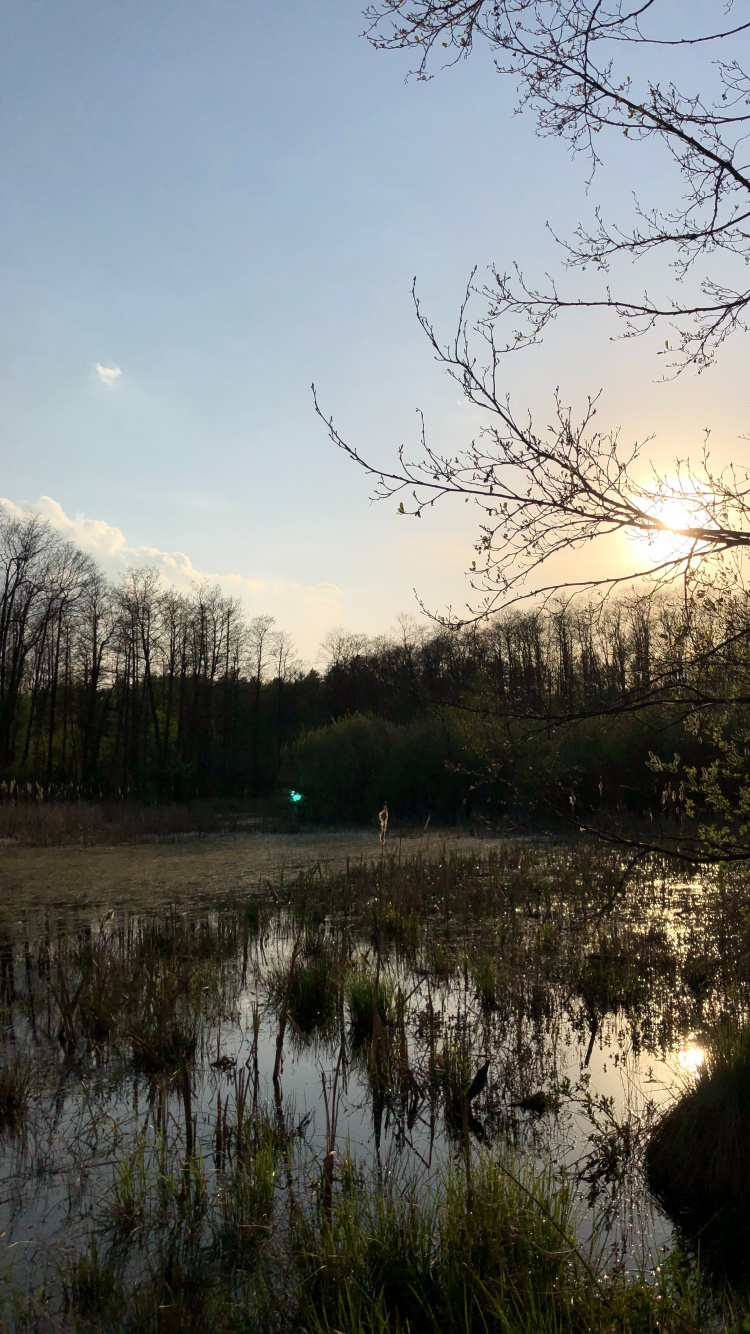 Reflection, Nature, Branch, Natural Landscape, Natural Environment. Wallpaper in 750x1334 Resolution