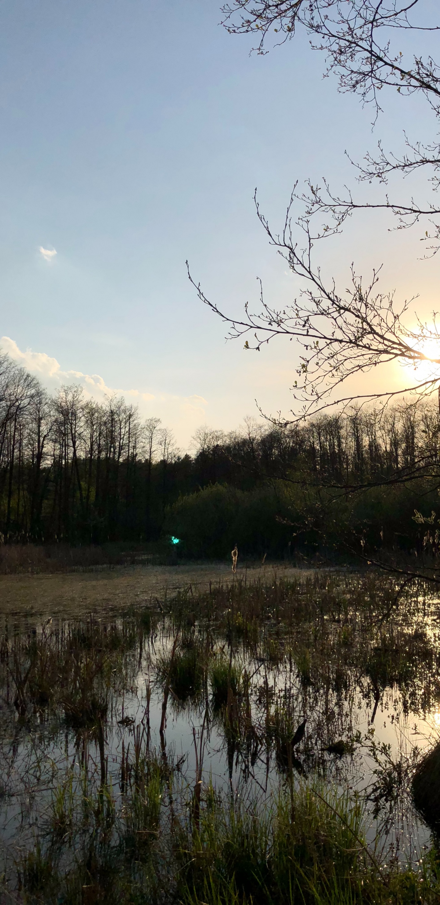 Reflexion, Natur, Branch, Naturlandschaft, Natürlichen Umgebung. Wallpaper in 1440x2960 Resolution