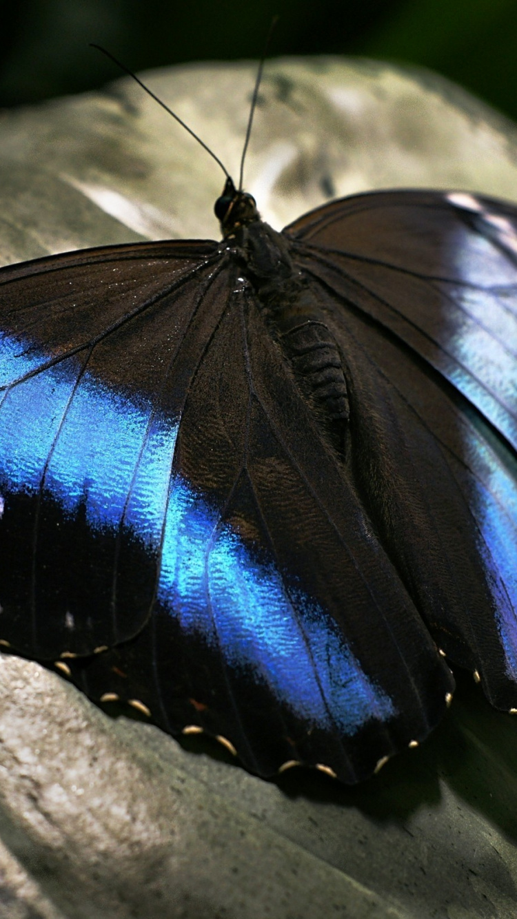 Black and Blue Butterfly on Gray Stone. Wallpaper in 750x1334 Resolution