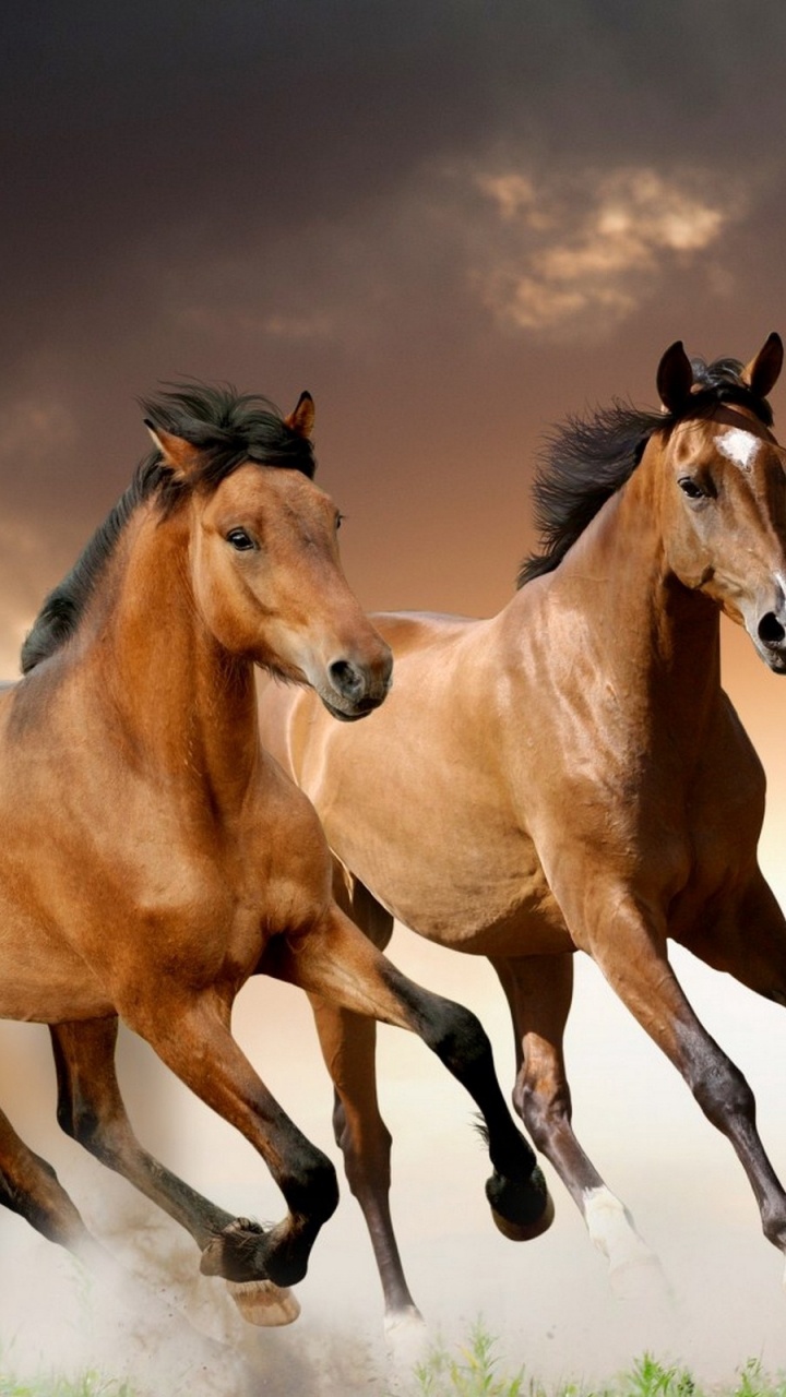 Brown Horse Running on Green Grass Field. Wallpaper in 720x1280 Resolution