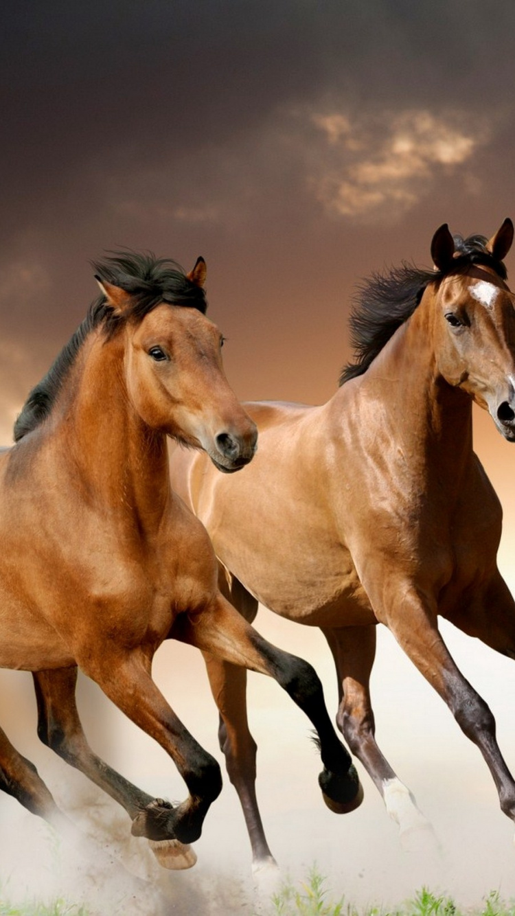 Brown Horse Running on Green Grass Field. Wallpaper in 750x1334 Resolution