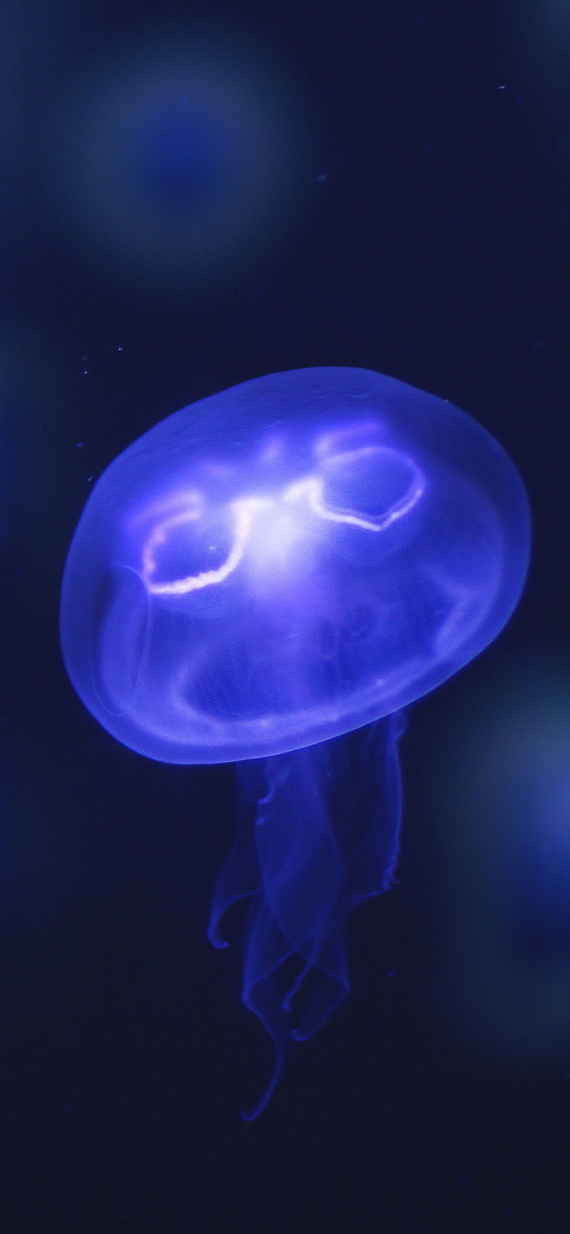 Blue and White Jellyfish Illustration. Wallpaper in 1125x2436 Resolution