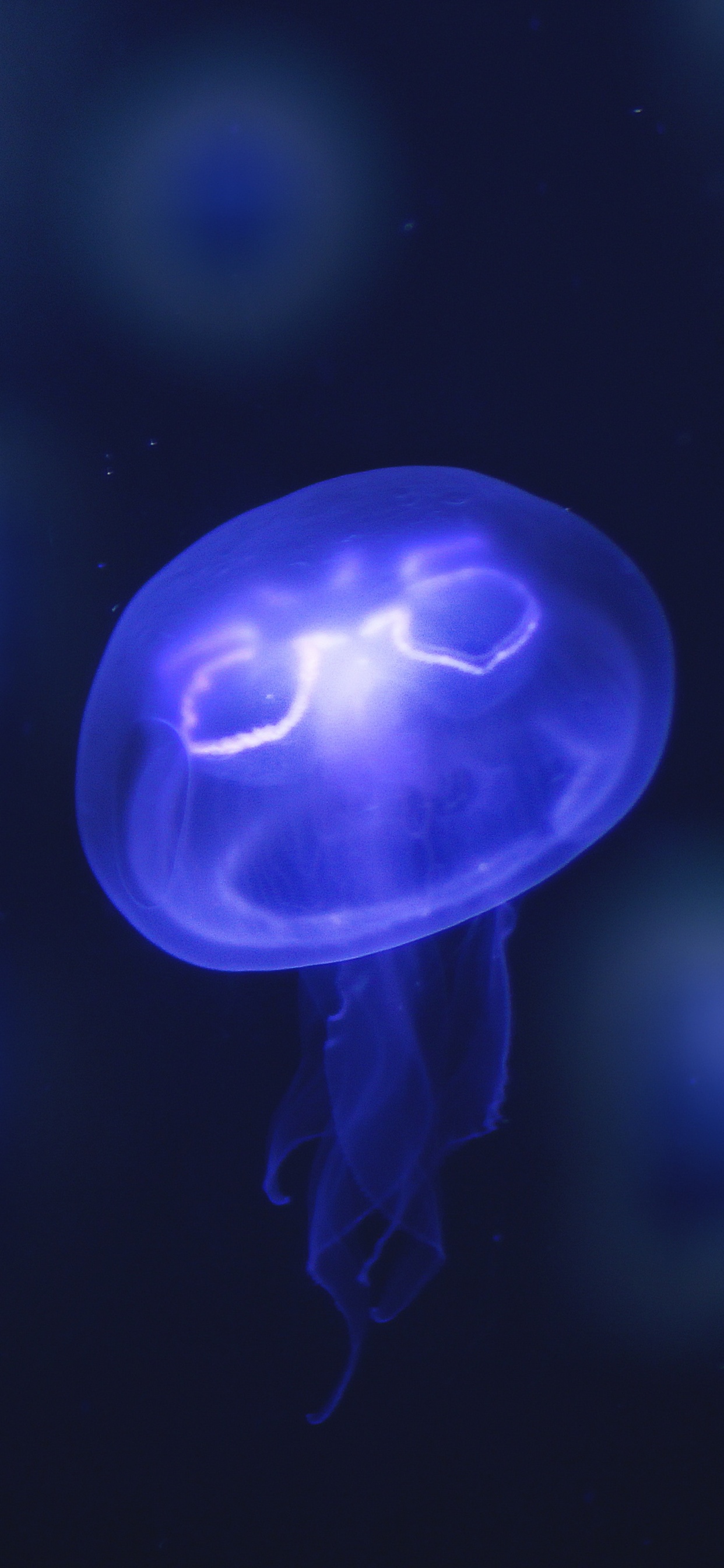 Blue and White Jellyfish Illustration. Wallpaper in 1242x2688 Resolution