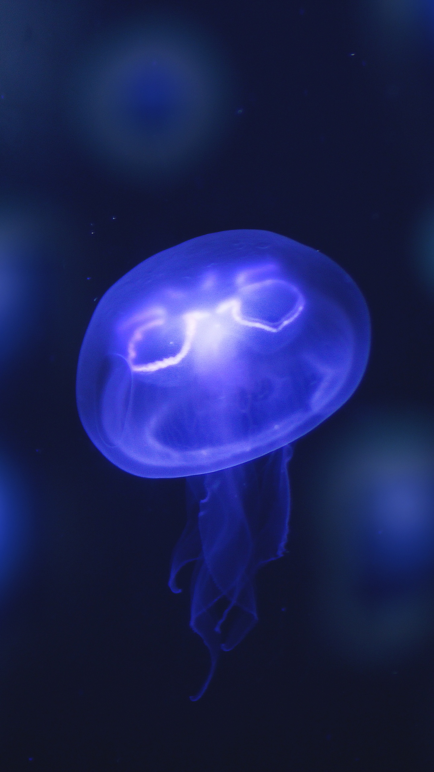 Blue and White Jellyfish Illustration. Wallpaper in 1440x2560 Resolution