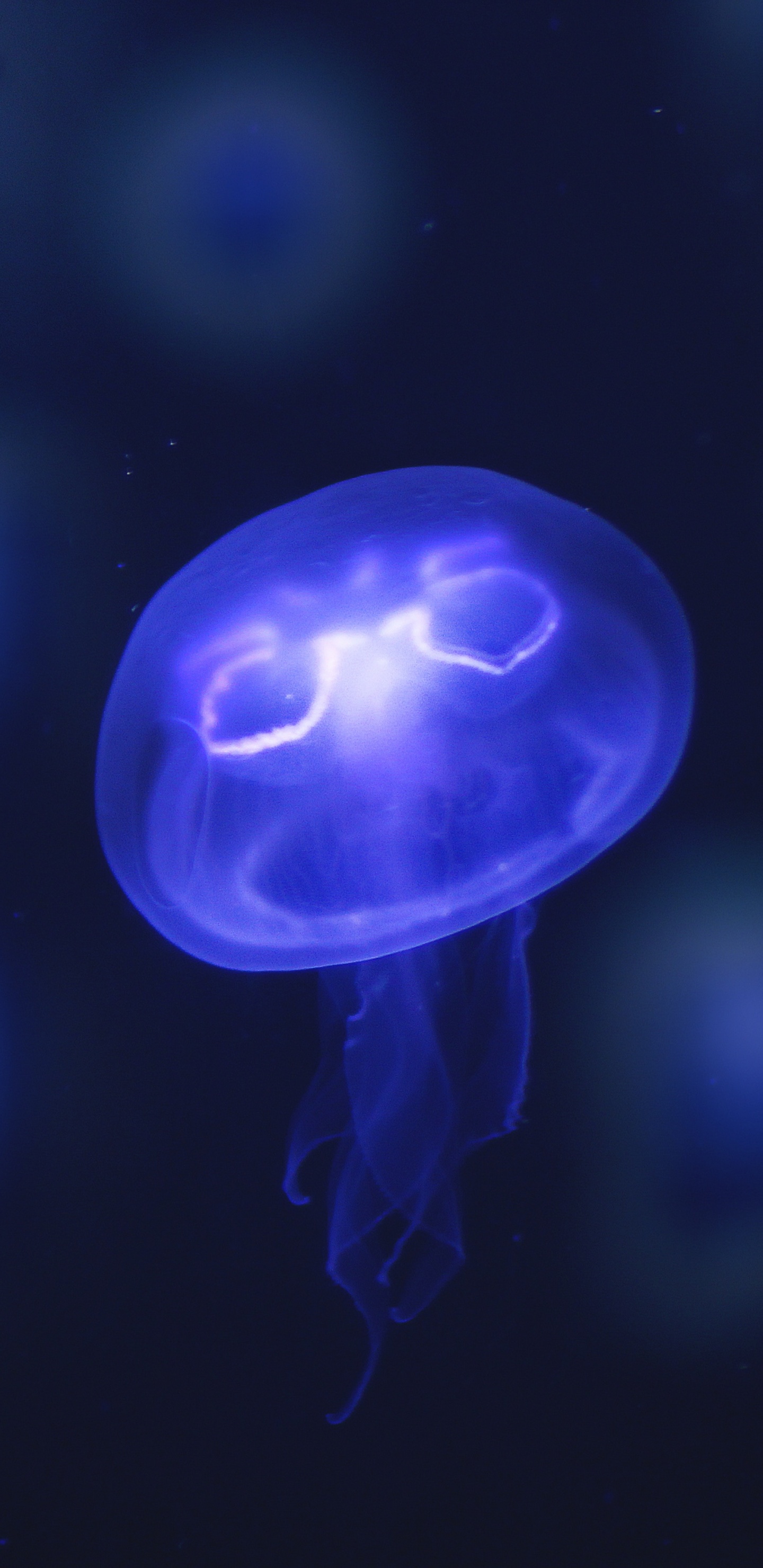 Blue and White Jellyfish Illustration. Wallpaper in 1440x2960 Resolution
