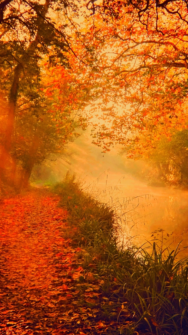 Brown and Green Trees Beside River During Daytime. Wallpaper in 720x1280 Resolution