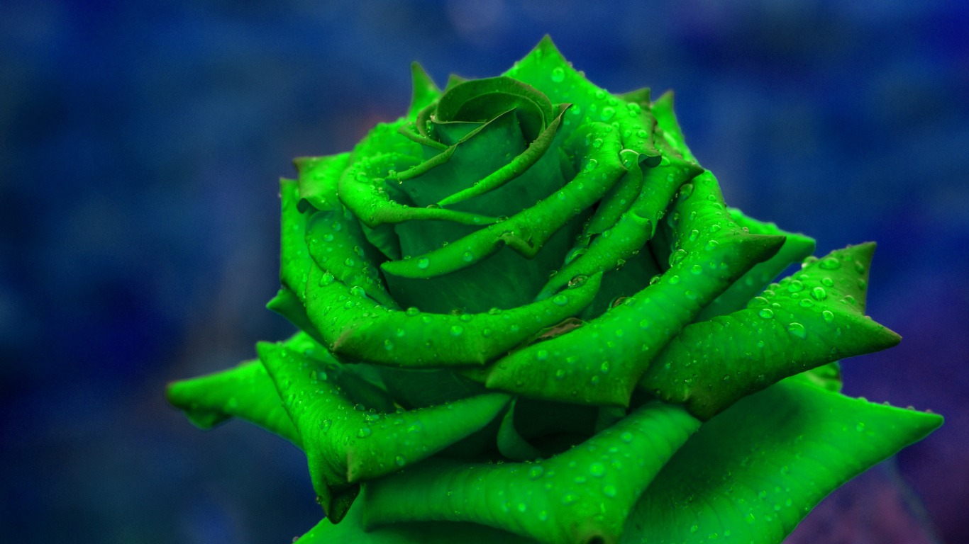 Plante Verte en Objectif Macro. Wallpaper in 1366x768 Resolution