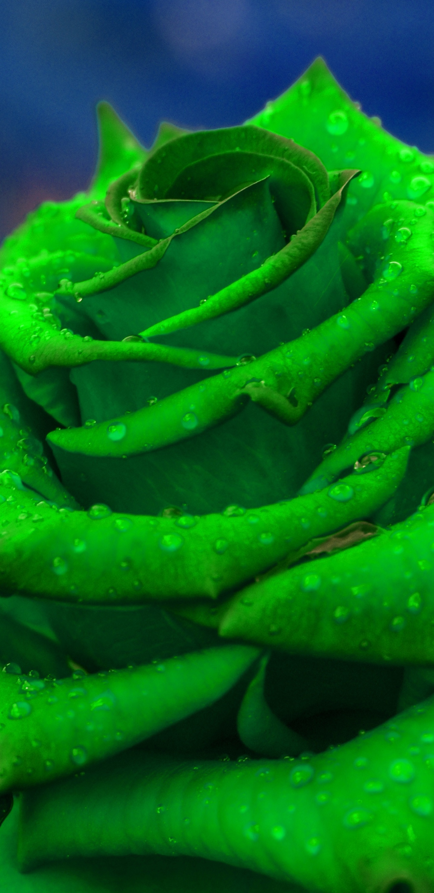 Plante Verte en Objectif Macro. Wallpaper in 1440x2960 Resolution