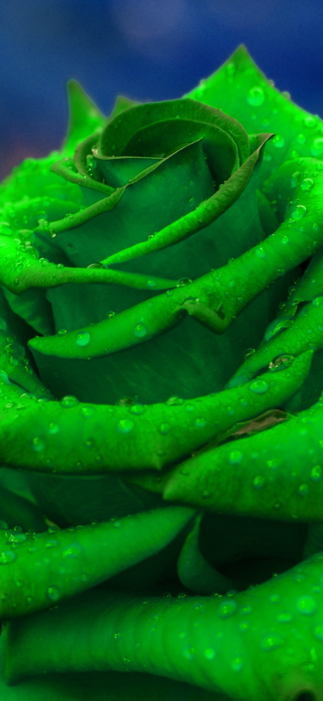 Green Plant in Macro Lens. Wallpaper in 1125x2436 Resolution