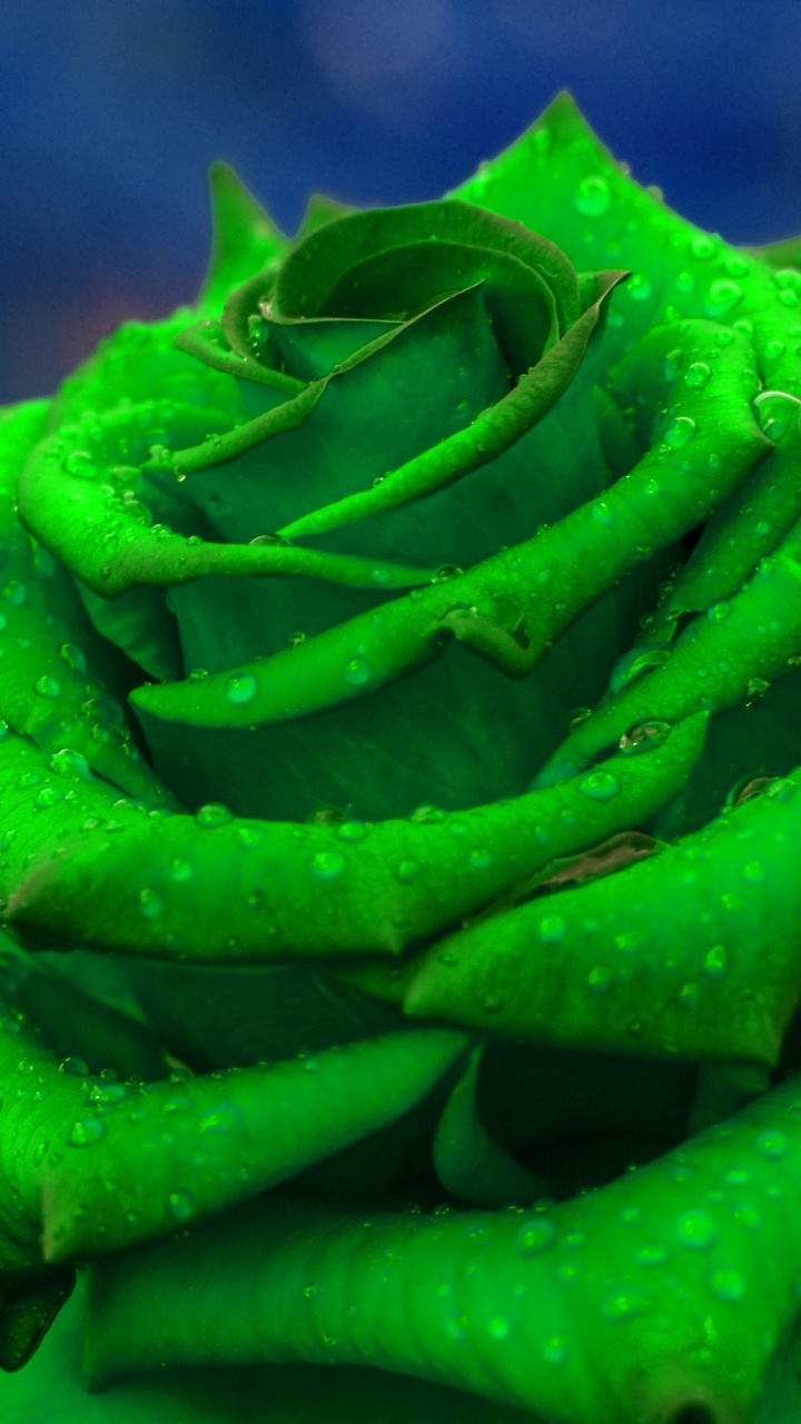 Green Plant in Macro Lens. Wallpaper in 720x1280 Resolution