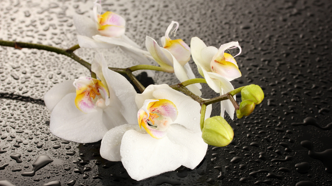 Orchidées Blanches en Fleurs Pendant la Journée. Wallpaper in 1280x720 Resolution