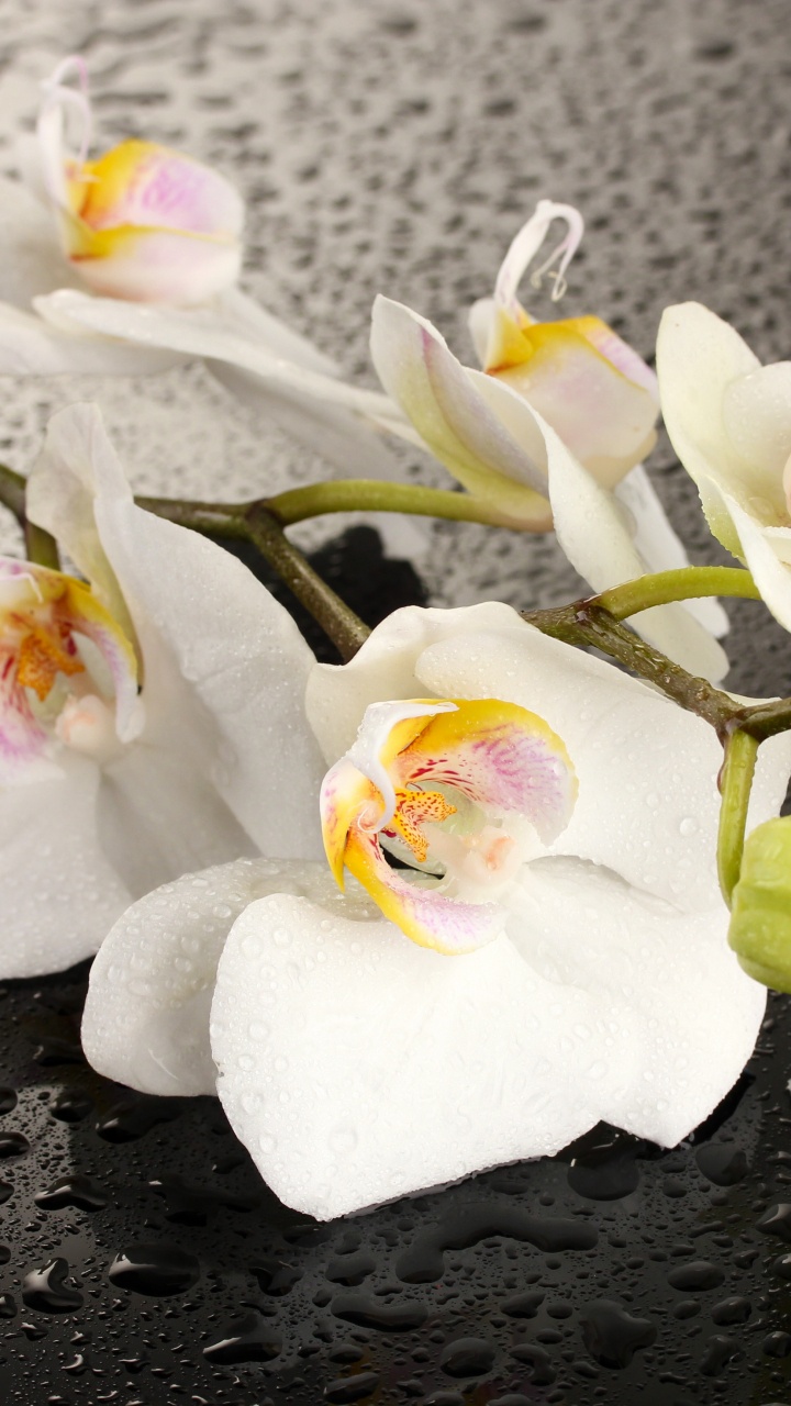 蛾兰花, 白色, 显花植物, 兰花, 花艺 壁纸 720x1280 允许