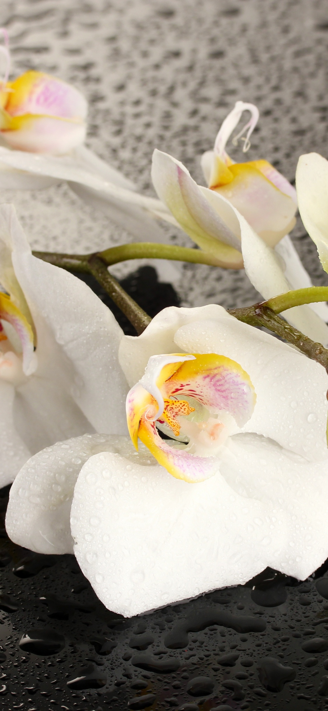 Orquídeas Polilla Blanca en Flor Durante el Día. Wallpaper in 1125x2436 Resolution