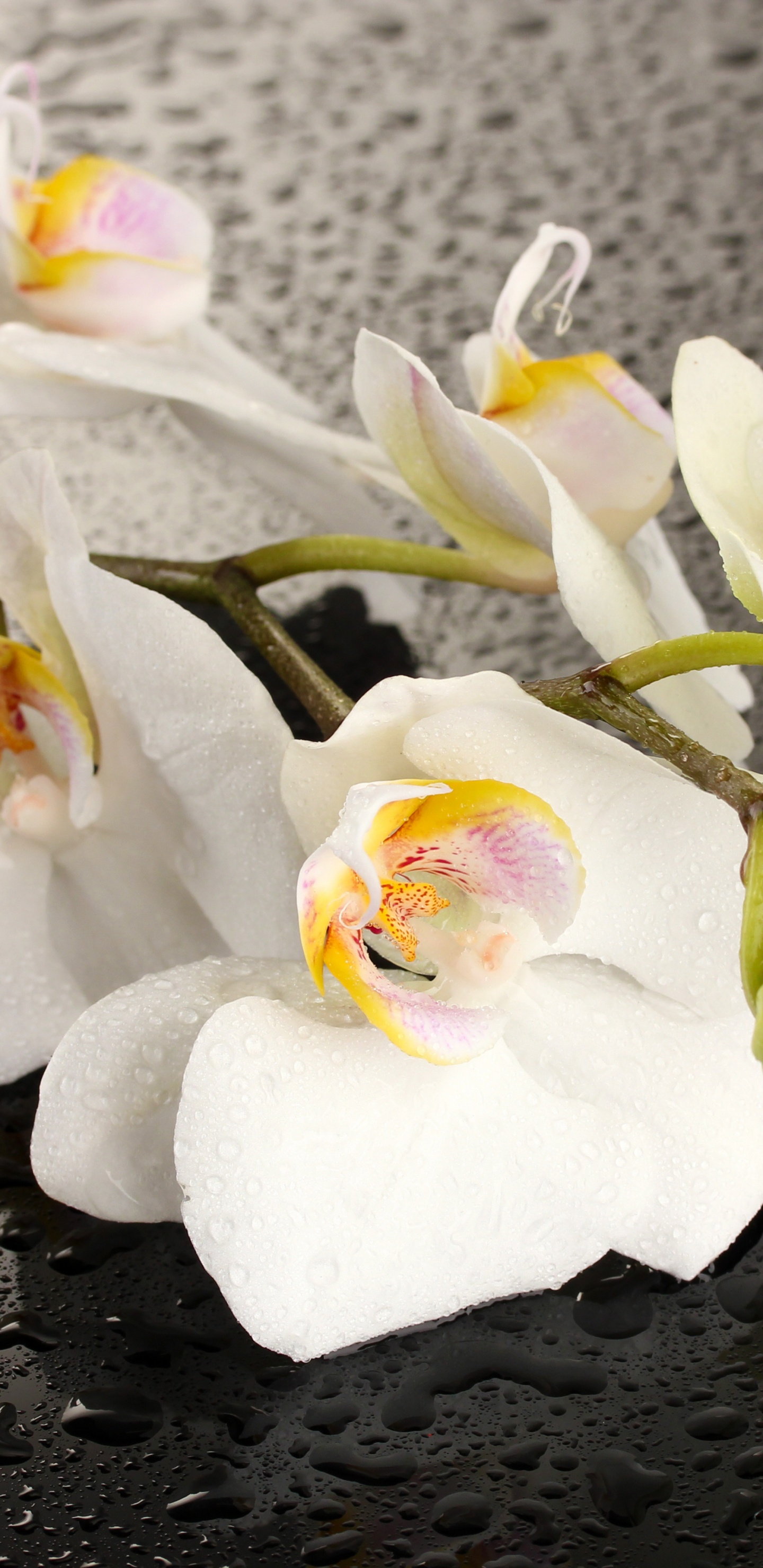 Orquídeas Polilla Blanca en Flor Durante el Día. Wallpaper in 1440x2960 Resolution