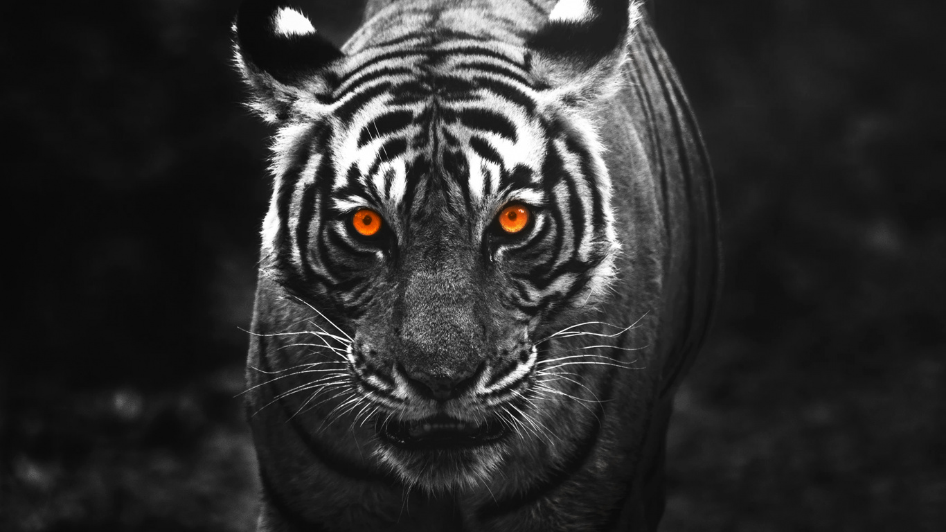 Denke es Will es Bekommen Tiger, Tiger, Android, Sibirischer Tiger, Bengal Tiger. Wallpaper in 1366x768 Resolution