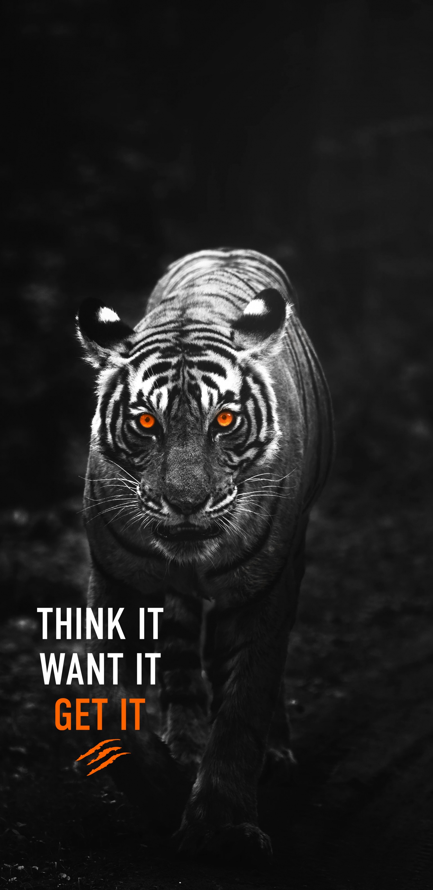 Pense Qu'il Veut L'obtenir Tigre, Tigre, Android, Tigre de Sibérie, Tigre du Bengale. Wallpaper in 1440x2960 Resolution