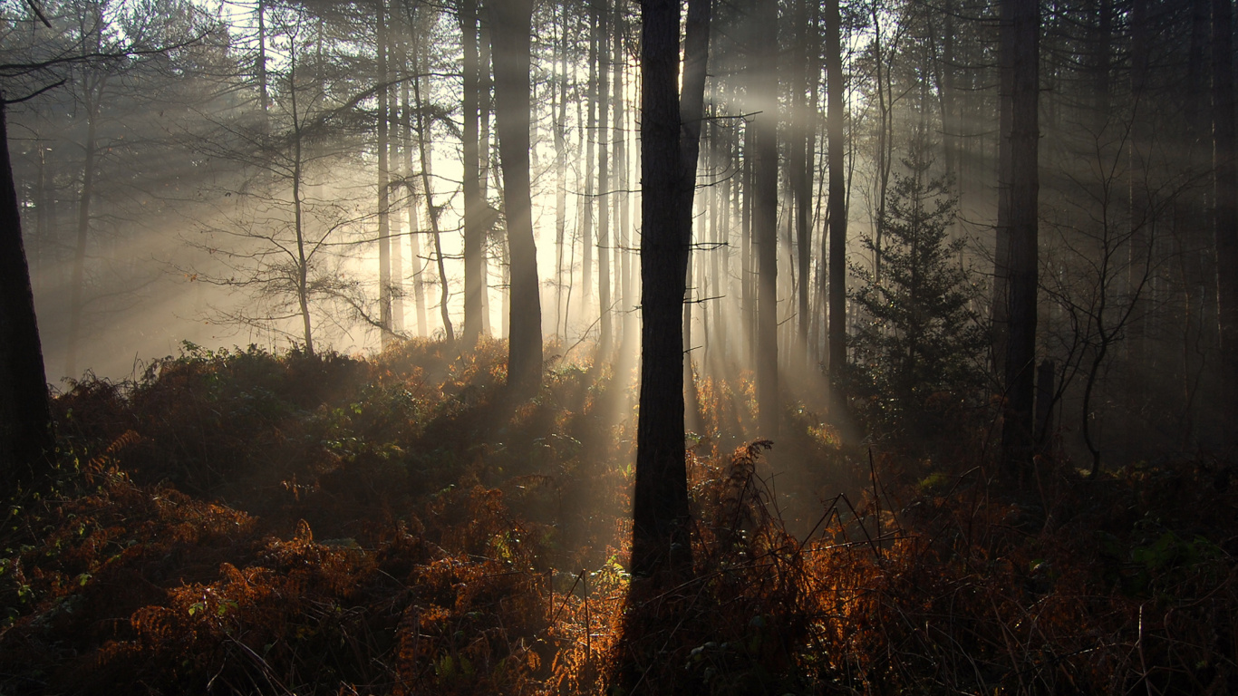 Arbres Bruns et Herbe Verte Pendant la Journée. Wallpaper in 1366x768 Resolution