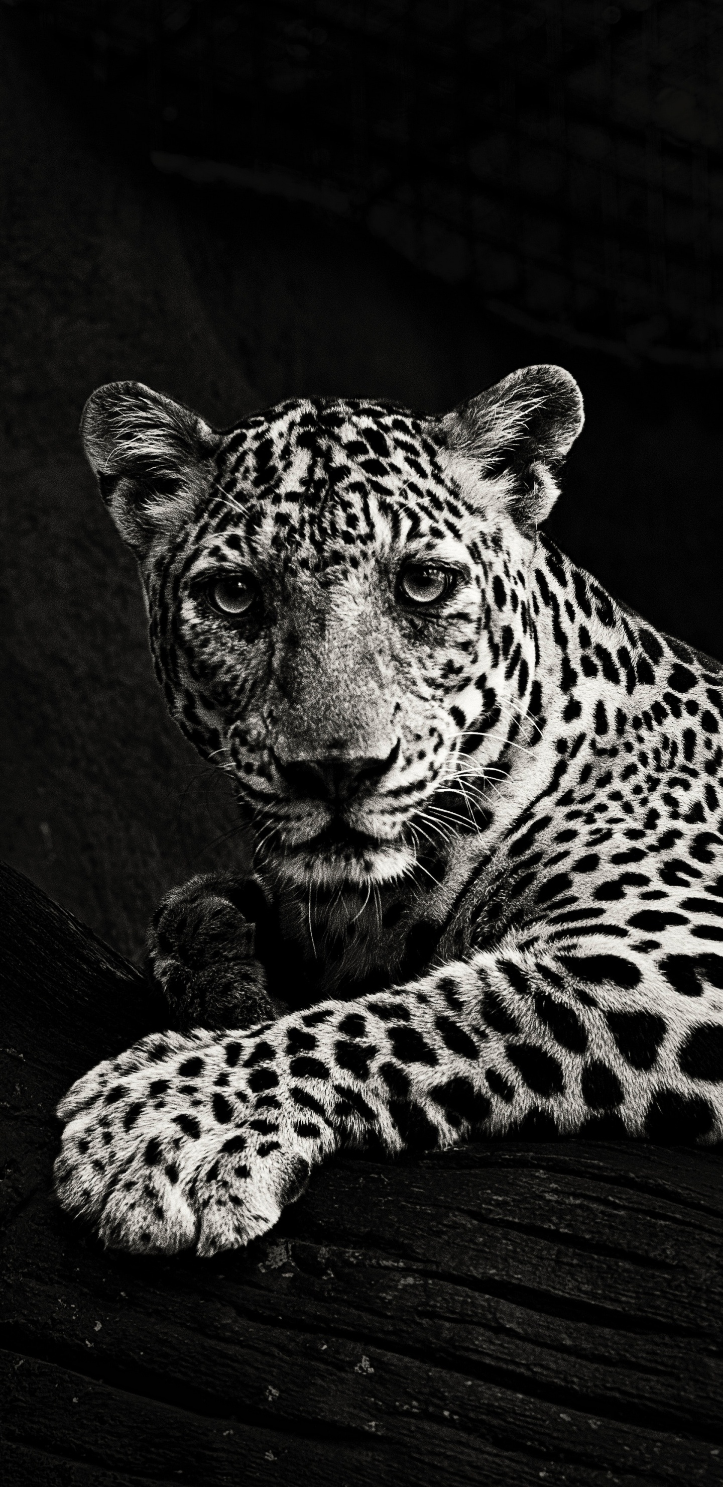 Leopardo, Acostado, En, Superficie de Madera. Wallpaper in 1440x2960 Resolution