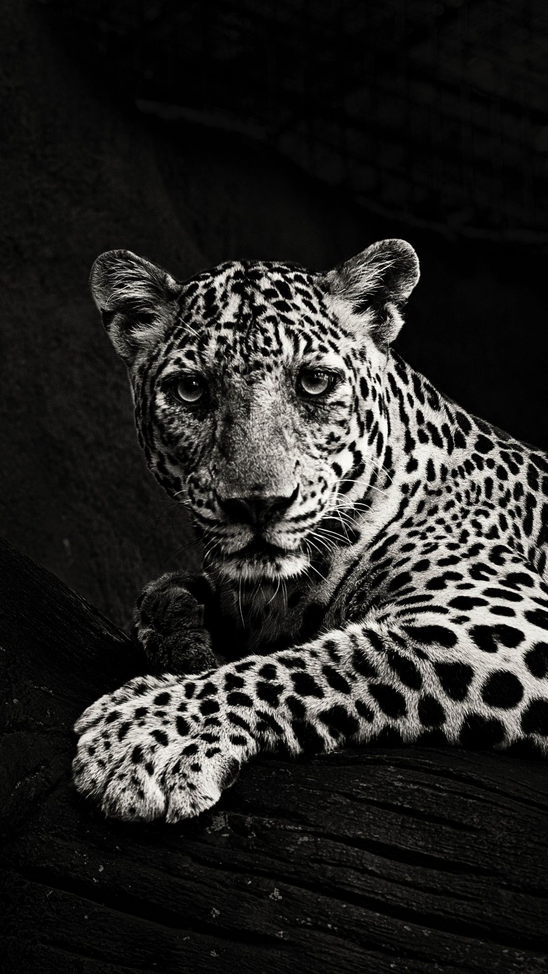 Leopard Lying on Wooden Surface. Wallpaper in 1080x1920 Resolution