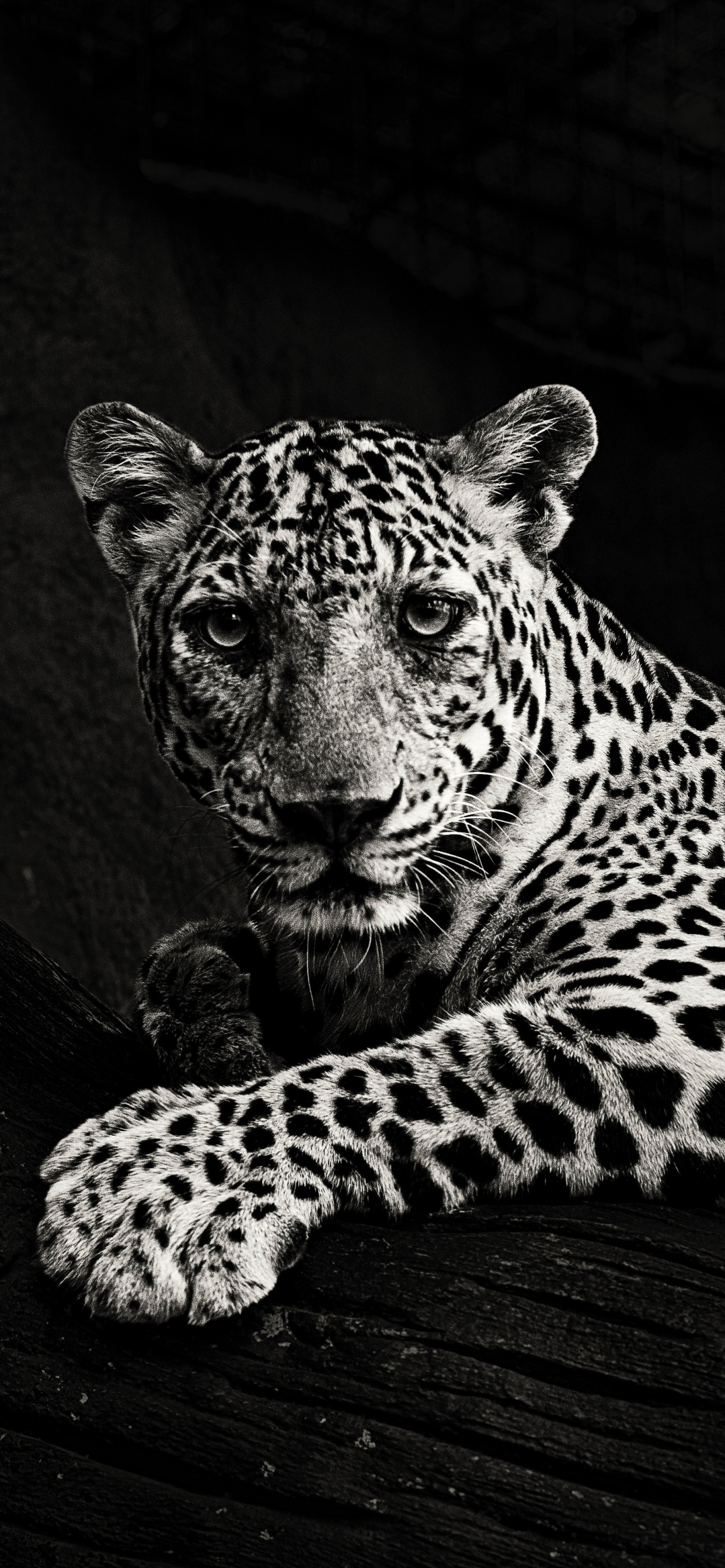 Leopard Lying on Wooden Surface. Wallpaper in 1242x2688 Resolution