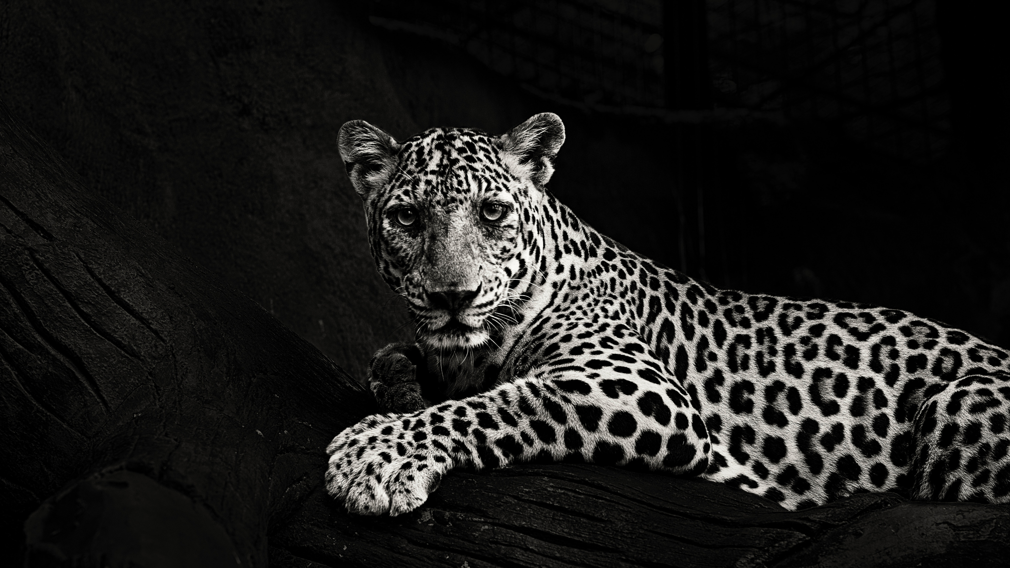 Leopard Lying on Wooden Surface. Wallpaper in 3840x2160 Resolution