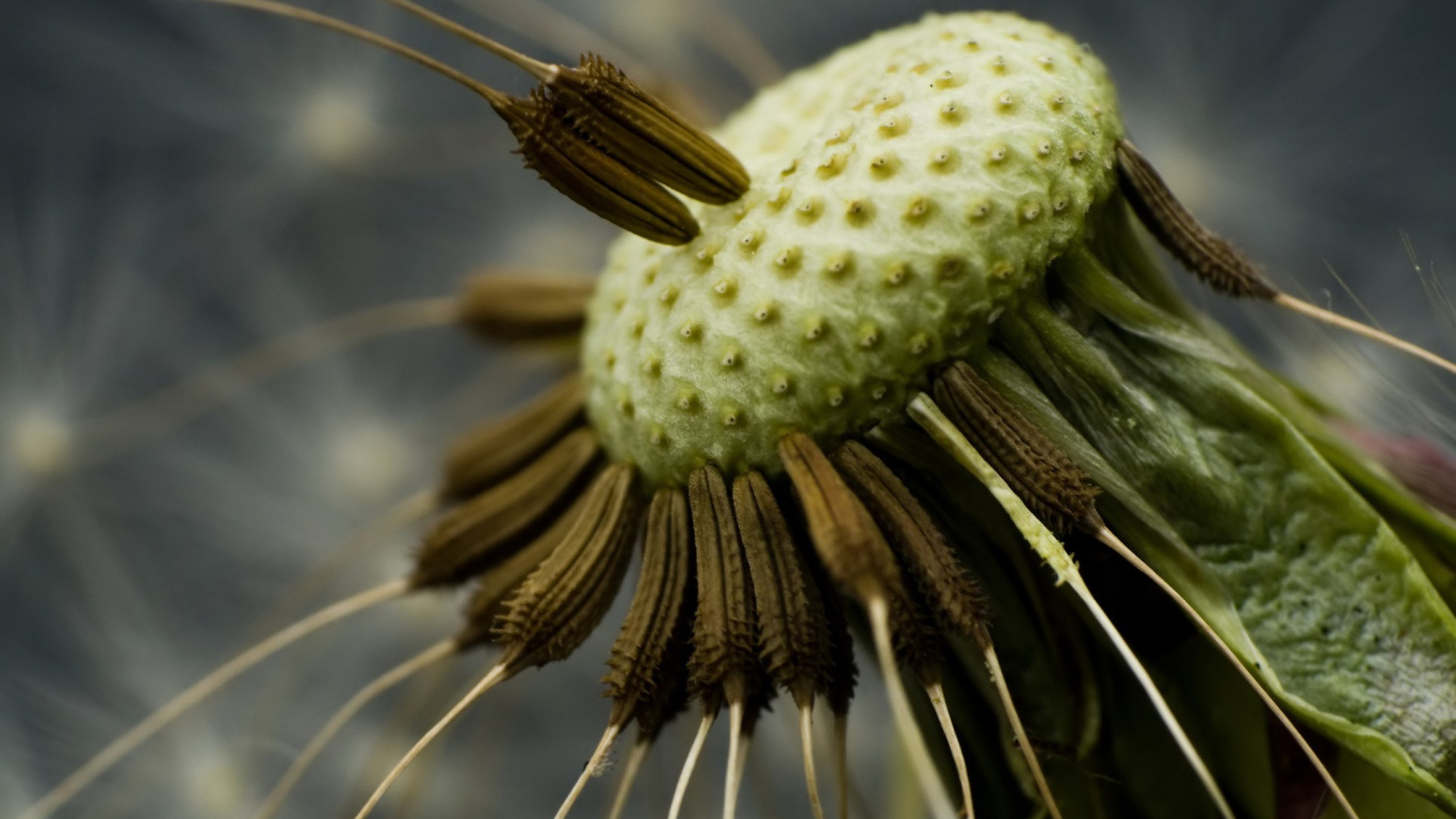 Green and White Flower Bud. Wallpaper in 1366x768 Resolution