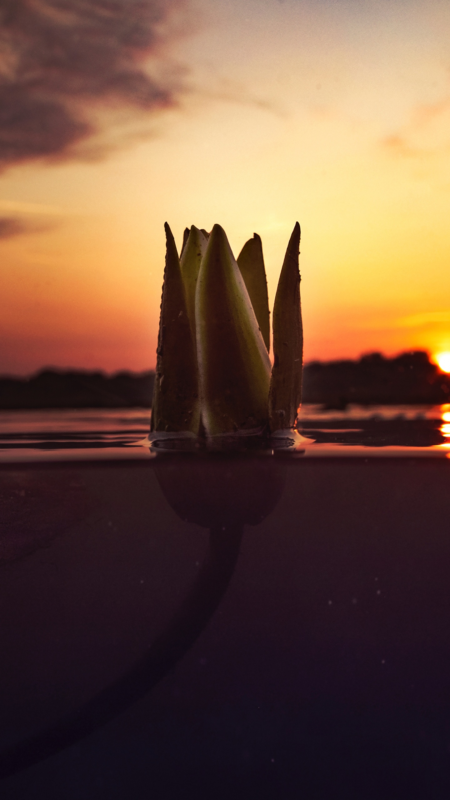 Silhouette de Voilier Sur Mer Pendant le Coucher du Soleil. Wallpaper in 1440x2560 Resolution