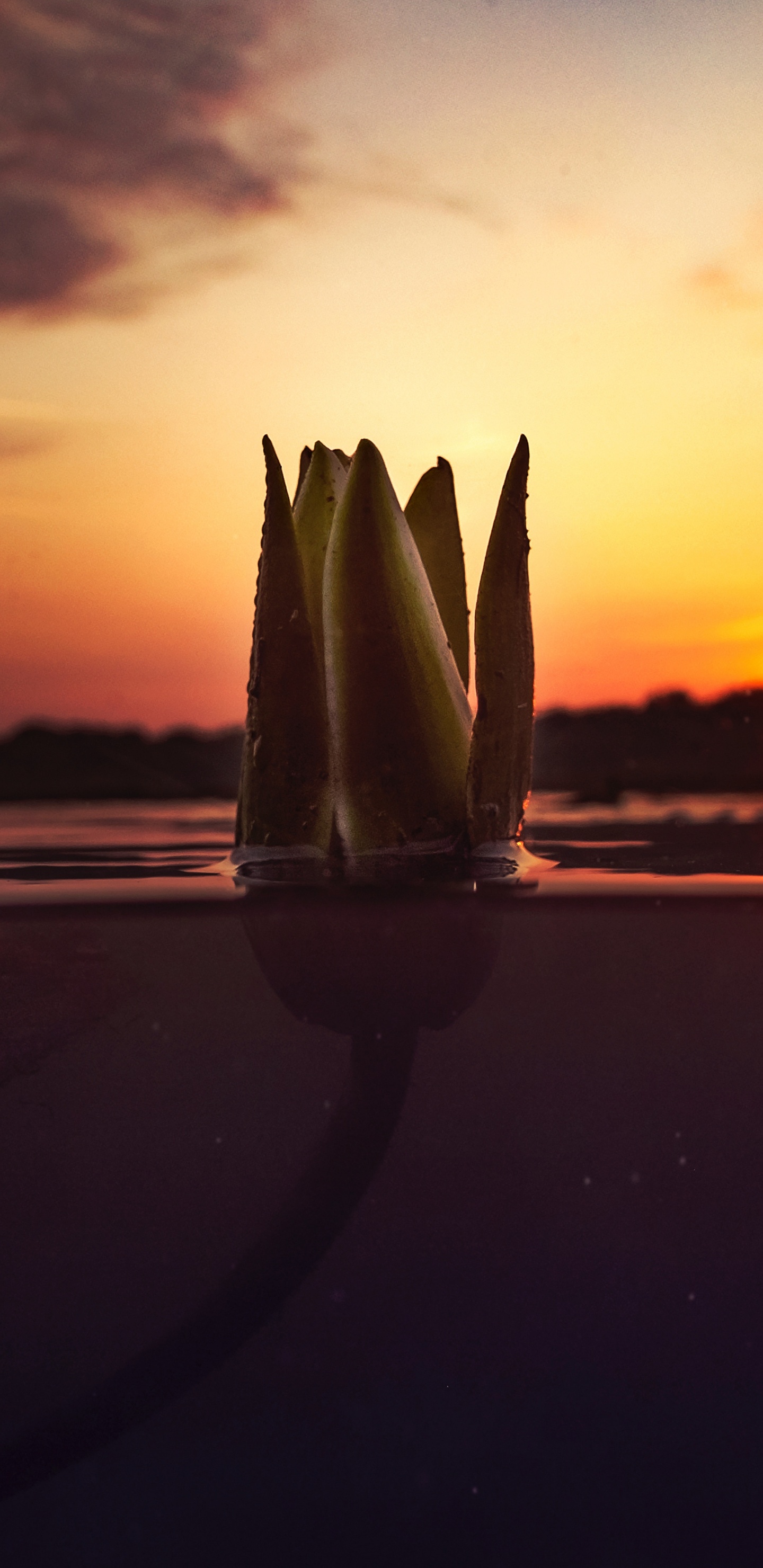 Silhouette de Voilier Sur Mer Pendant le Coucher du Soleil. Wallpaper in 1440x2960 Resolution