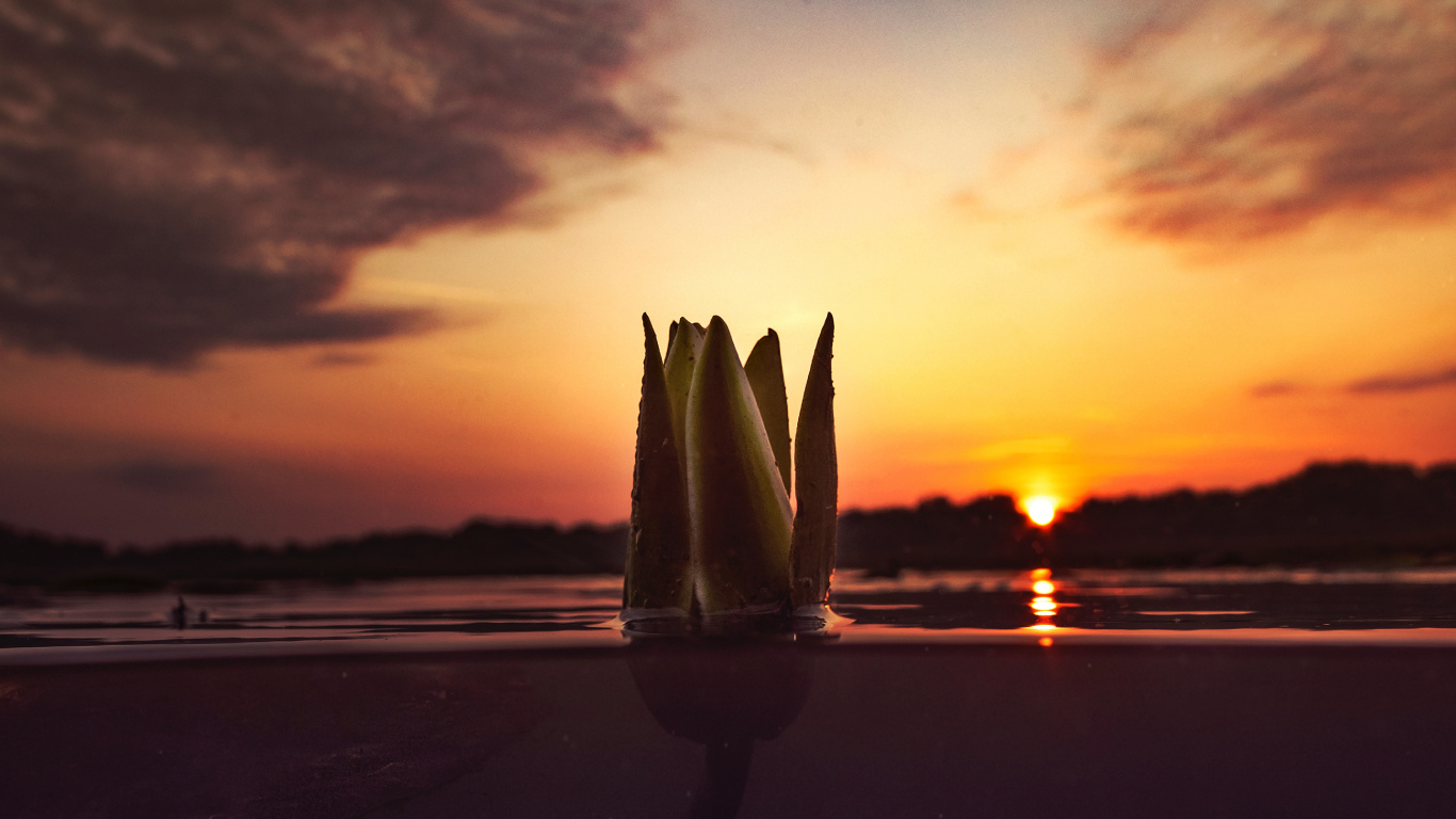 日落, Bud, 自然景观, 地平线, 晚上 壁纸 1366x768 允许