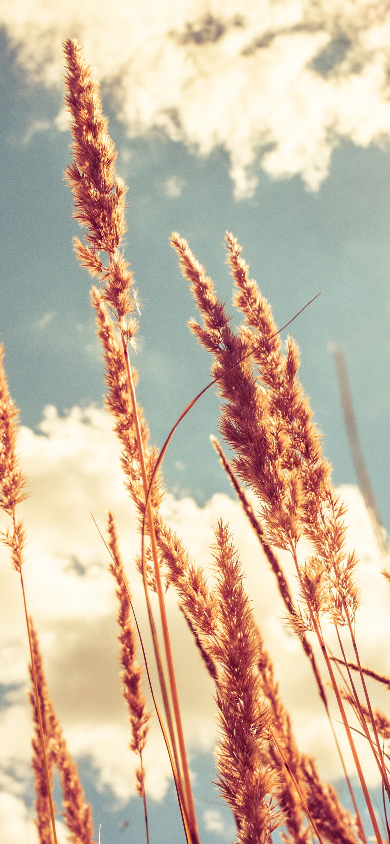 Brown Wheat Under White Clouds and Blue Sky During Daytime. Wallpaper in 1242x2688 Resolution