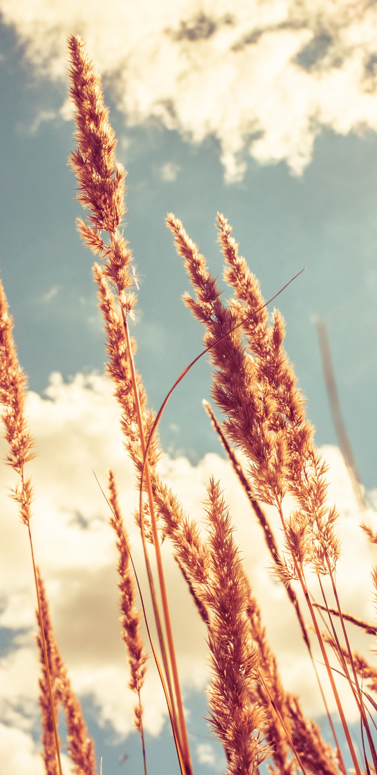 Brown Wheat Under White Clouds and Blue Sky During Daytime. Wallpaper in 1440x2960 Resolution