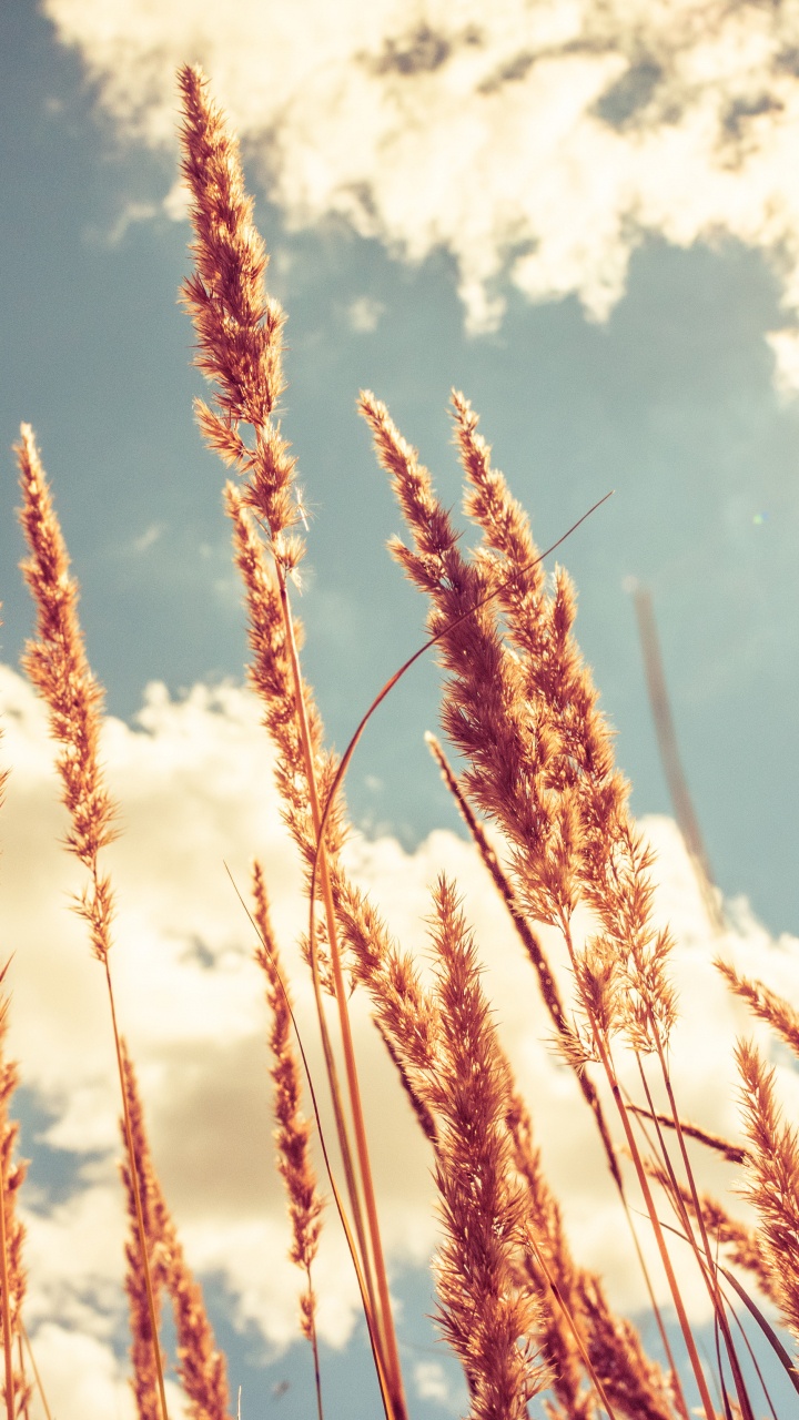 Brown Wheat Under White Clouds and Blue Sky During Daytime. Wallpaper in 720x1280 Resolution