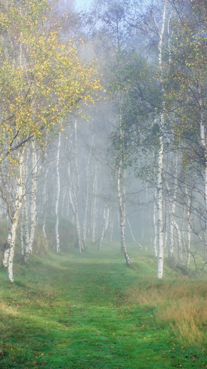 Champ D'herbe Verte Avec Des Arbres Couverts de Brouillard. Wallpaper in 720x1280 Resolution