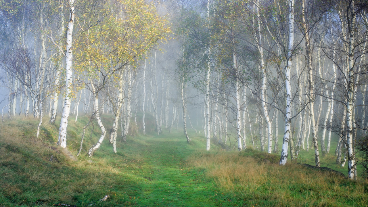 Campo de Hierba Verde Con Árboles Cubiertos de Niebla. Wallpaper in 1280x720 Resolution