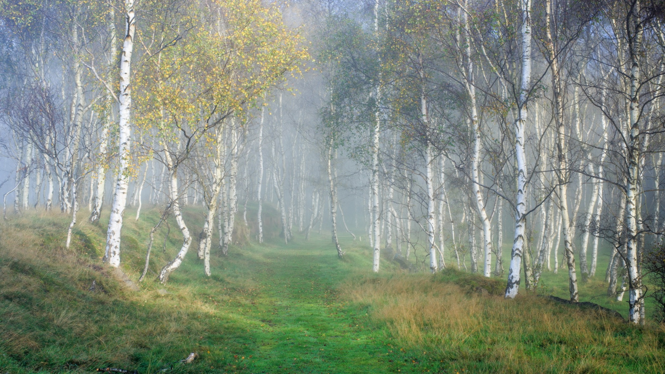 Campo de Hierba Verde Con Árboles Cubiertos de Niebla. Wallpaper in 1366x768 Resolution