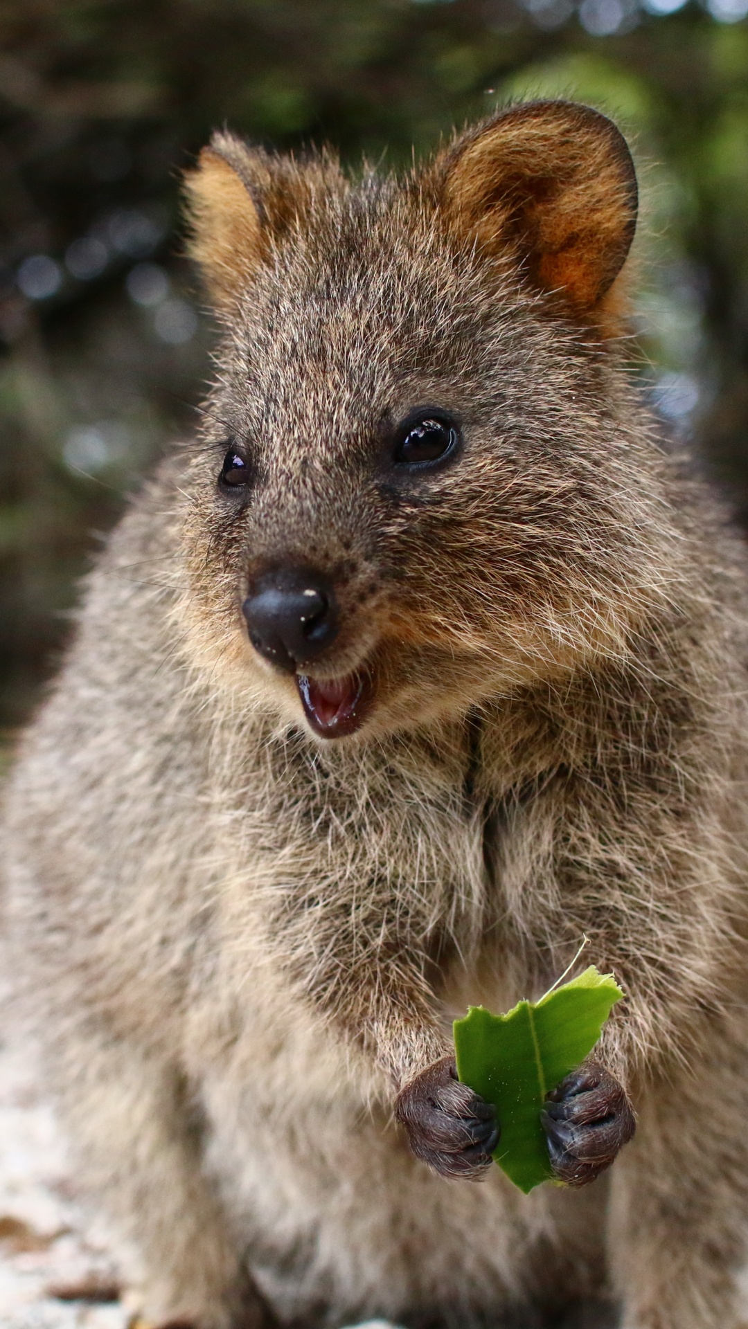 Quokka, la Gentillesse, Pour Les Animaux Terrestres, Marsupial, Moustache. Wallpaper in 1080x1920 Resolution