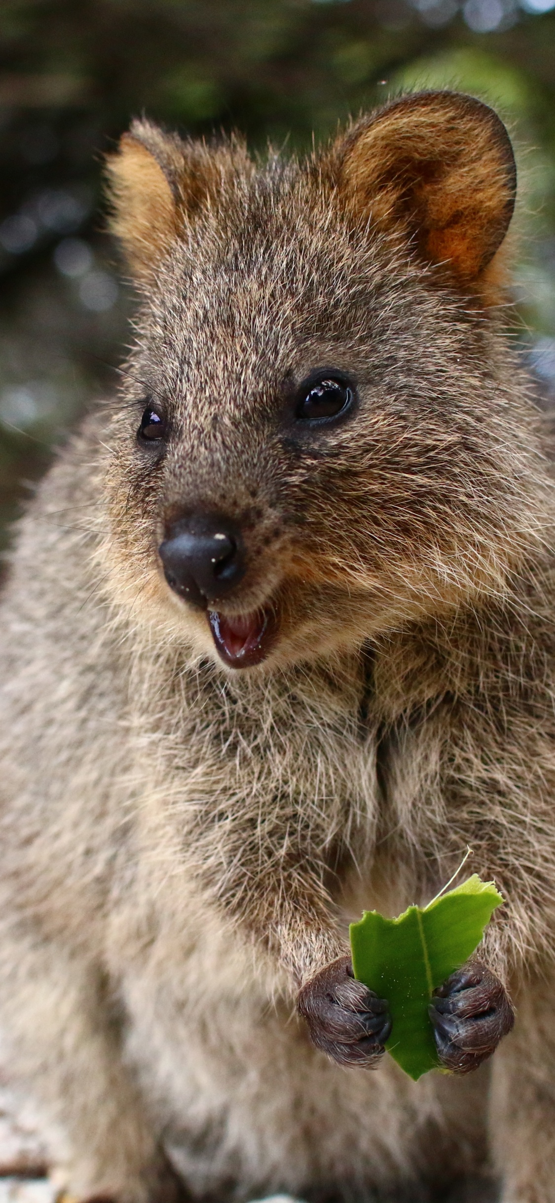 Quokka, la Gentillesse, Pour Les Animaux Terrestres, Marsupial, Moustache. Wallpaper in 1125x2436 Resolution