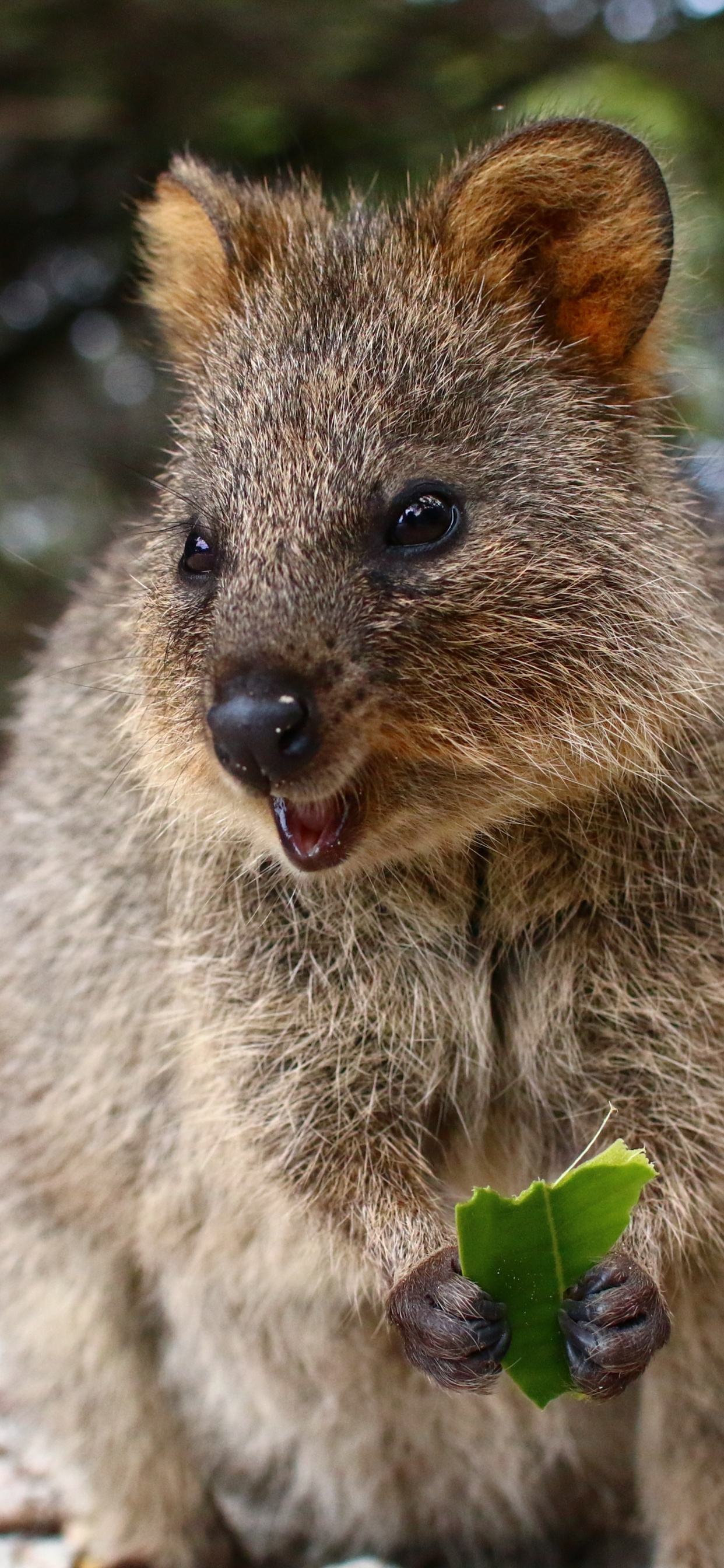 Quokka, la Gentillesse, Pour Les Animaux Terrestres, Marsupial, Moustache. Wallpaper in 1242x2688 Resolution