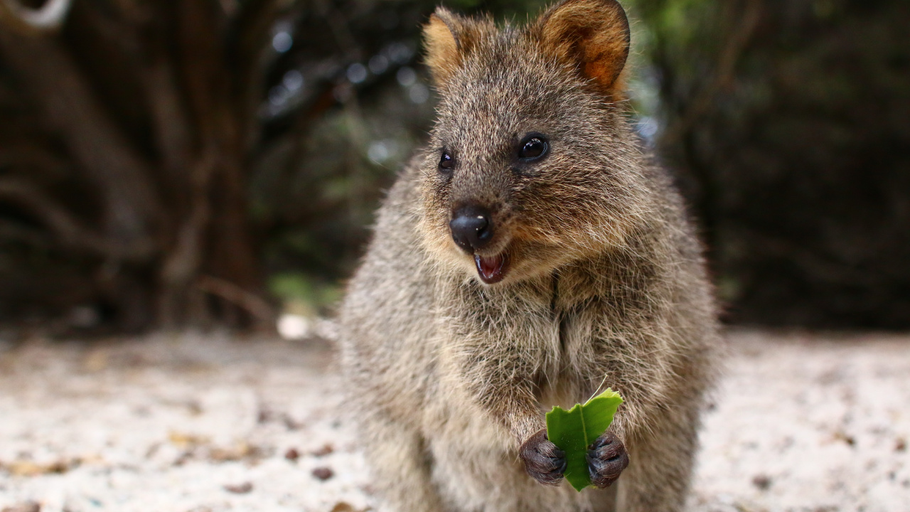 Quokka, la Gentillesse, Pour Les Animaux Terrestres, Marsupial, Moustache. Wallpaper in 1280x720 Resolution