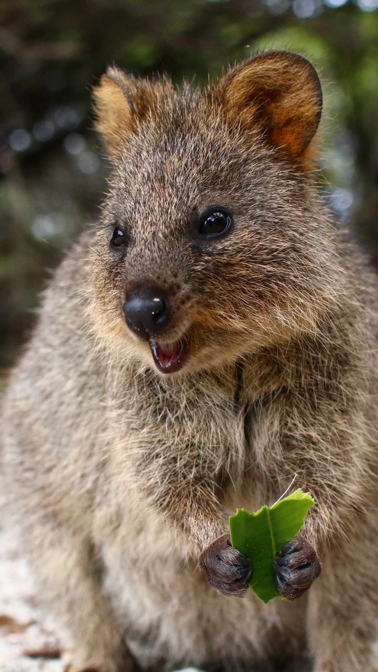 Quokka, la Gentillesse, Pour Les Animaux Terrestres, Marsupial, Moustache. Wallpaper in 1440x2560 Resolution