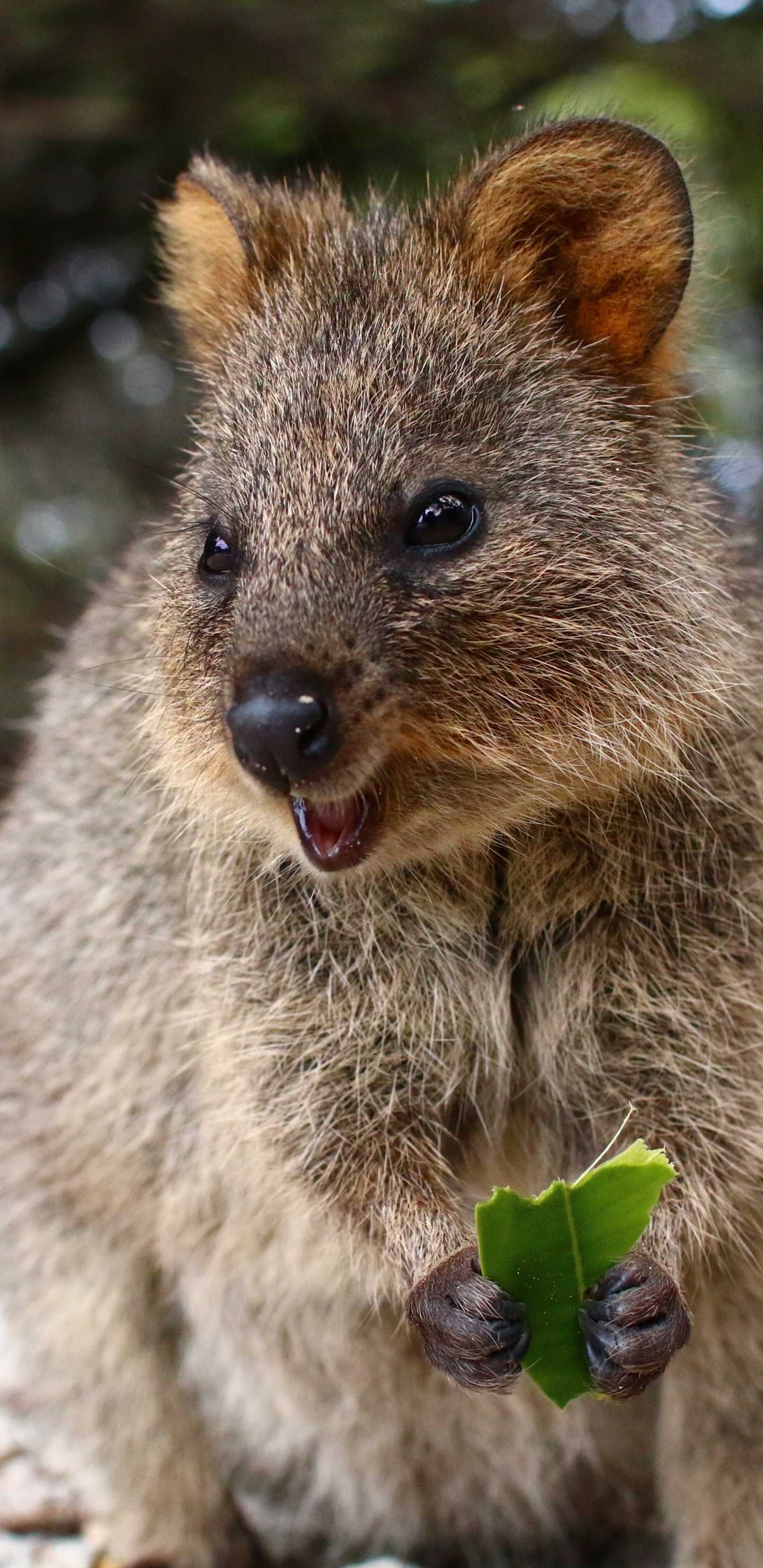 Quokka, la Gentillesse, Pour Les Animaux Terrestres, Marsupial, Moustache. Wallpaper in 1440x2960 Resolution