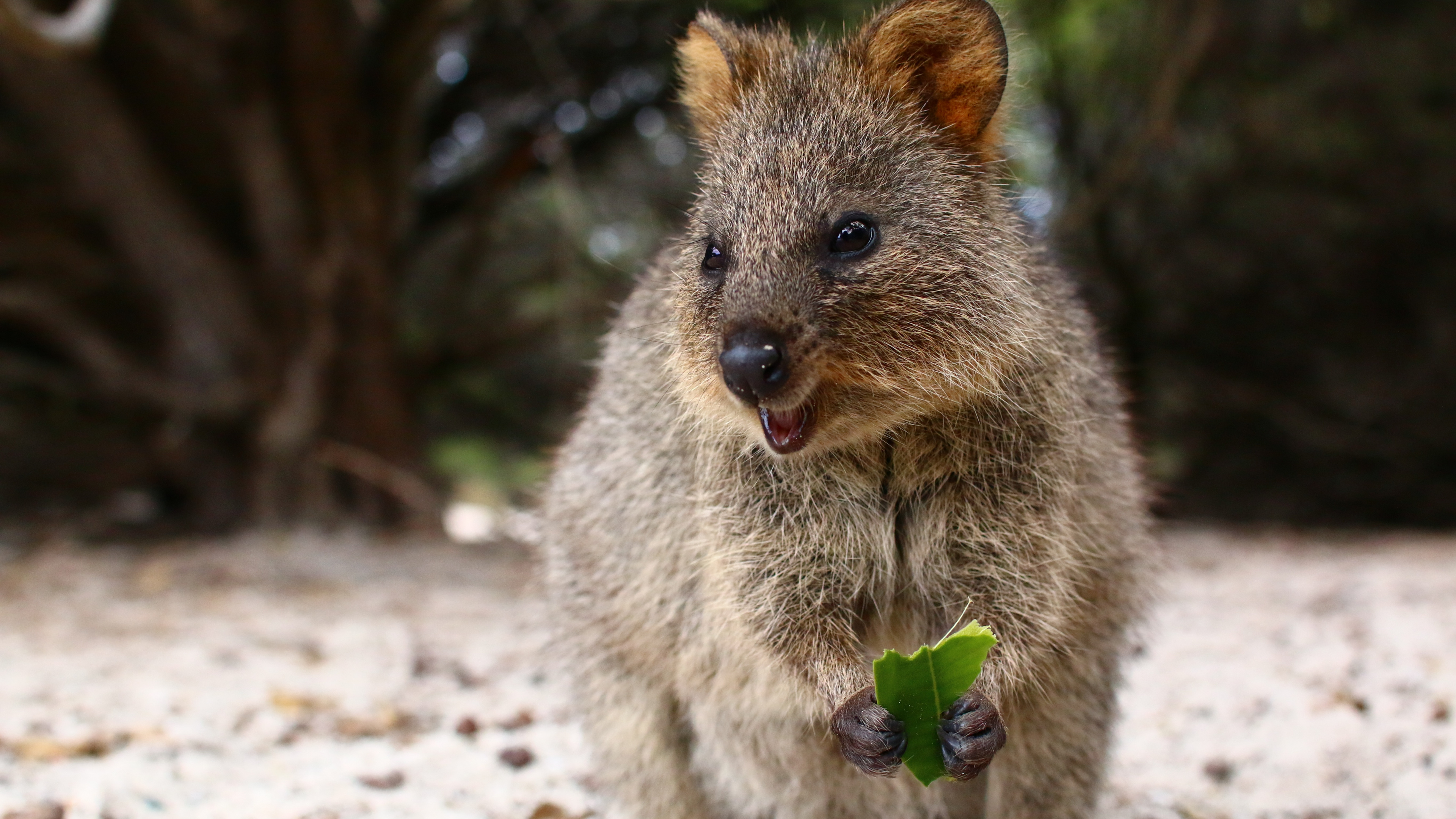 Quokka, la Gentillesse, Pour Les Animaux Terrestres, Marsupial, Moustache. Wallpaper in 3840x2160 Resolution