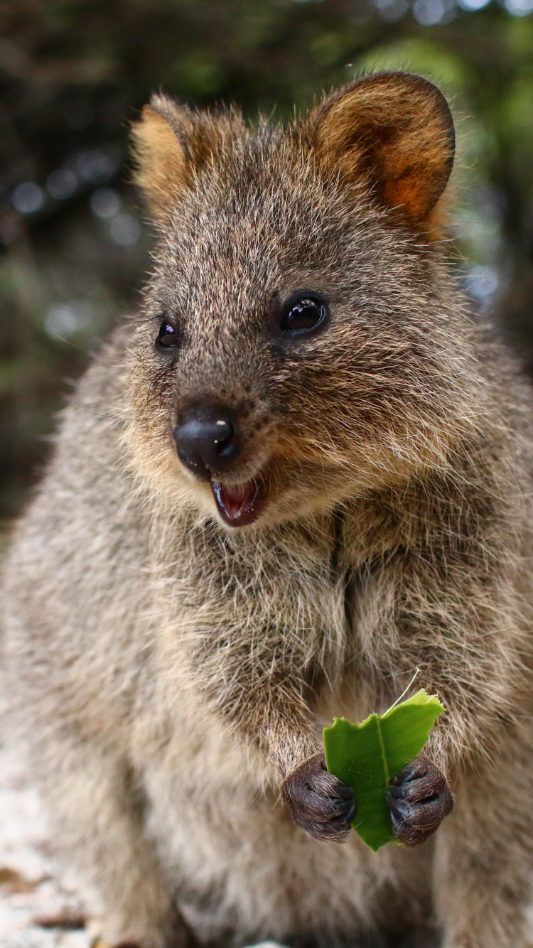 Quokka, la Gentillesse, Pour Les Animaux Terrestres, Marsupial, Moustache. Wallpaper in 750x1334 Resolution