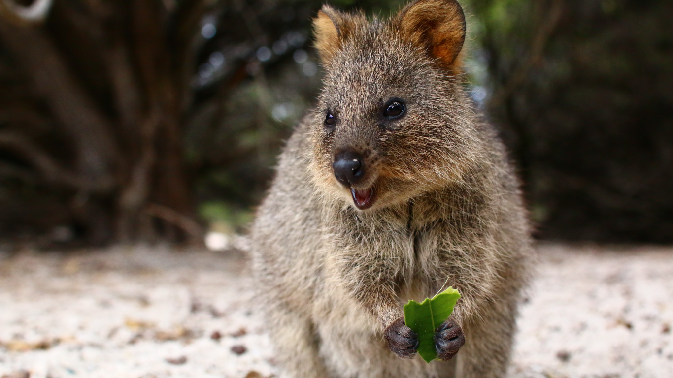 Quokka, Cuteness, Wildlife, Terrestrial Animal, Marsupial. Wallpaper in 1366x768 Resolution