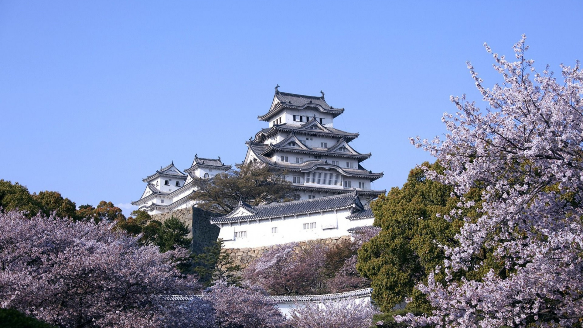 姬路城, 日本城堡, 城堡, 樱花, 弹簧 壁纸 1920x1080 允许