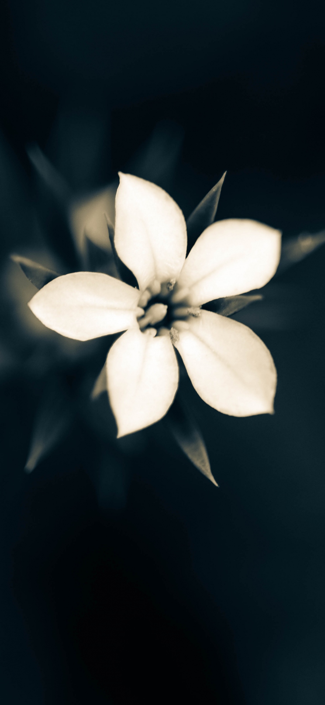 White 5 Petaled Flower in Bloom. Wallpaper in 1125x2436 Resolution